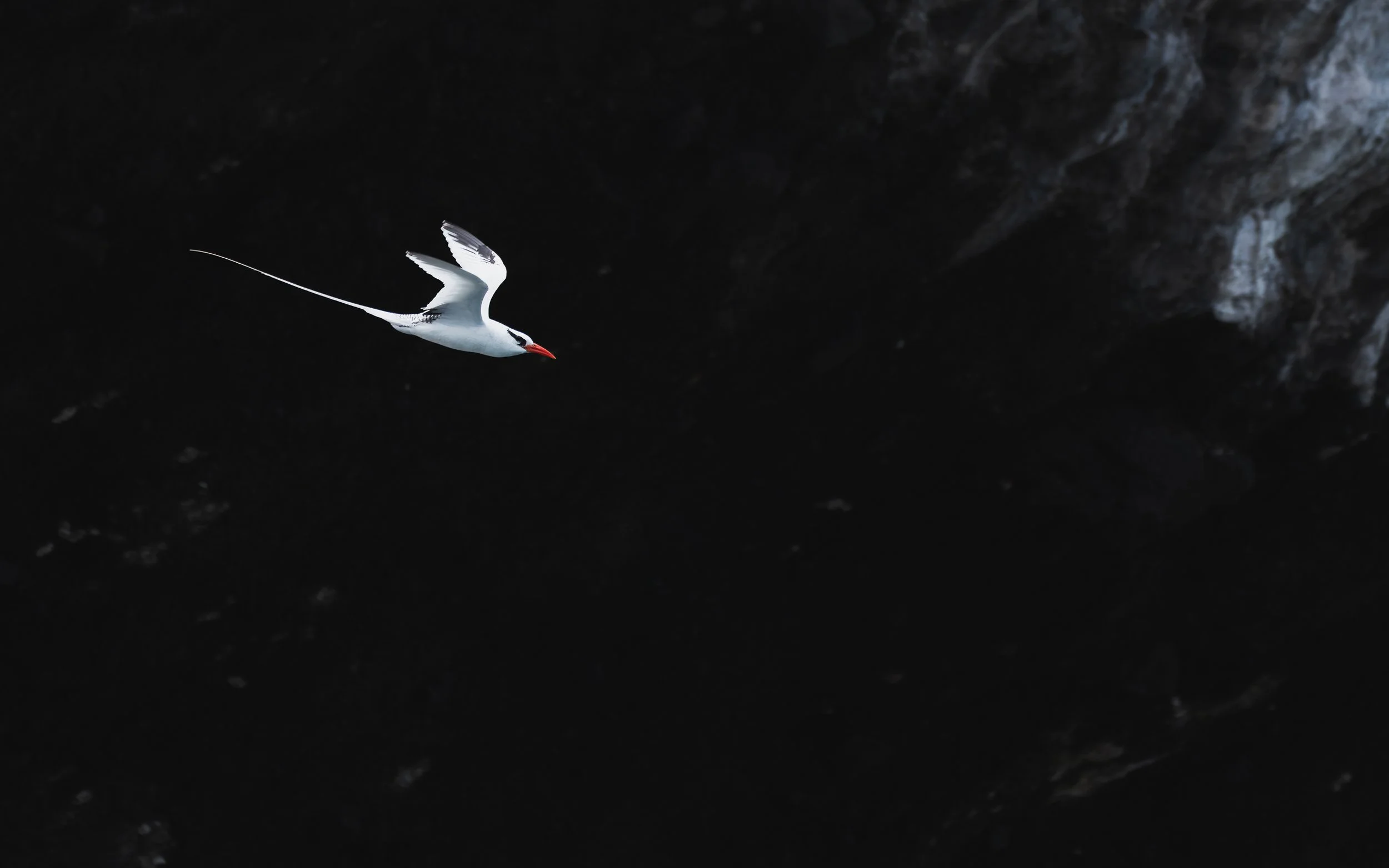 A white tropic bird with black markings, a red beak, and long tail, flying in front of a dark rocky background.