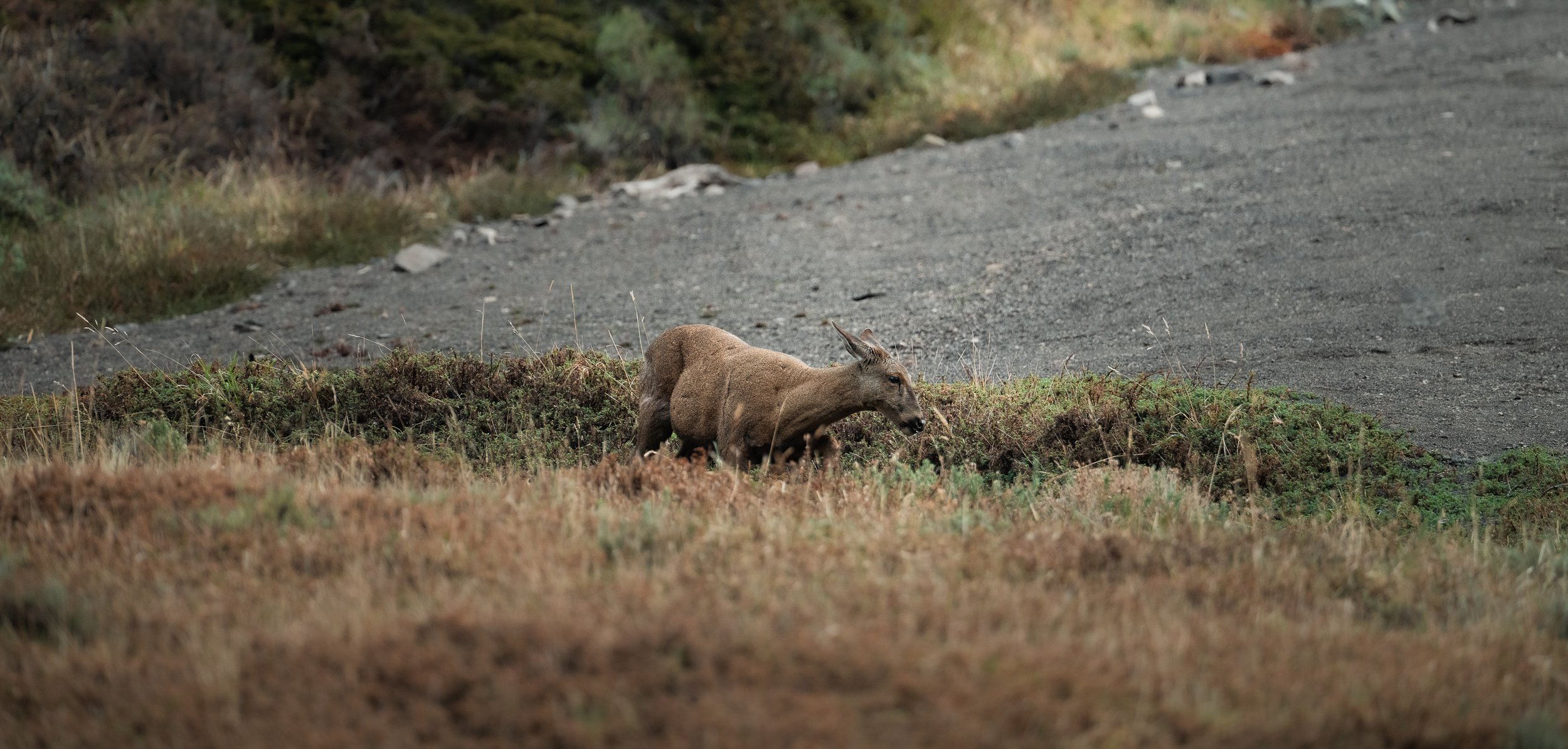 A huemul grazing in a grassy, mountainous area near a dirt road.