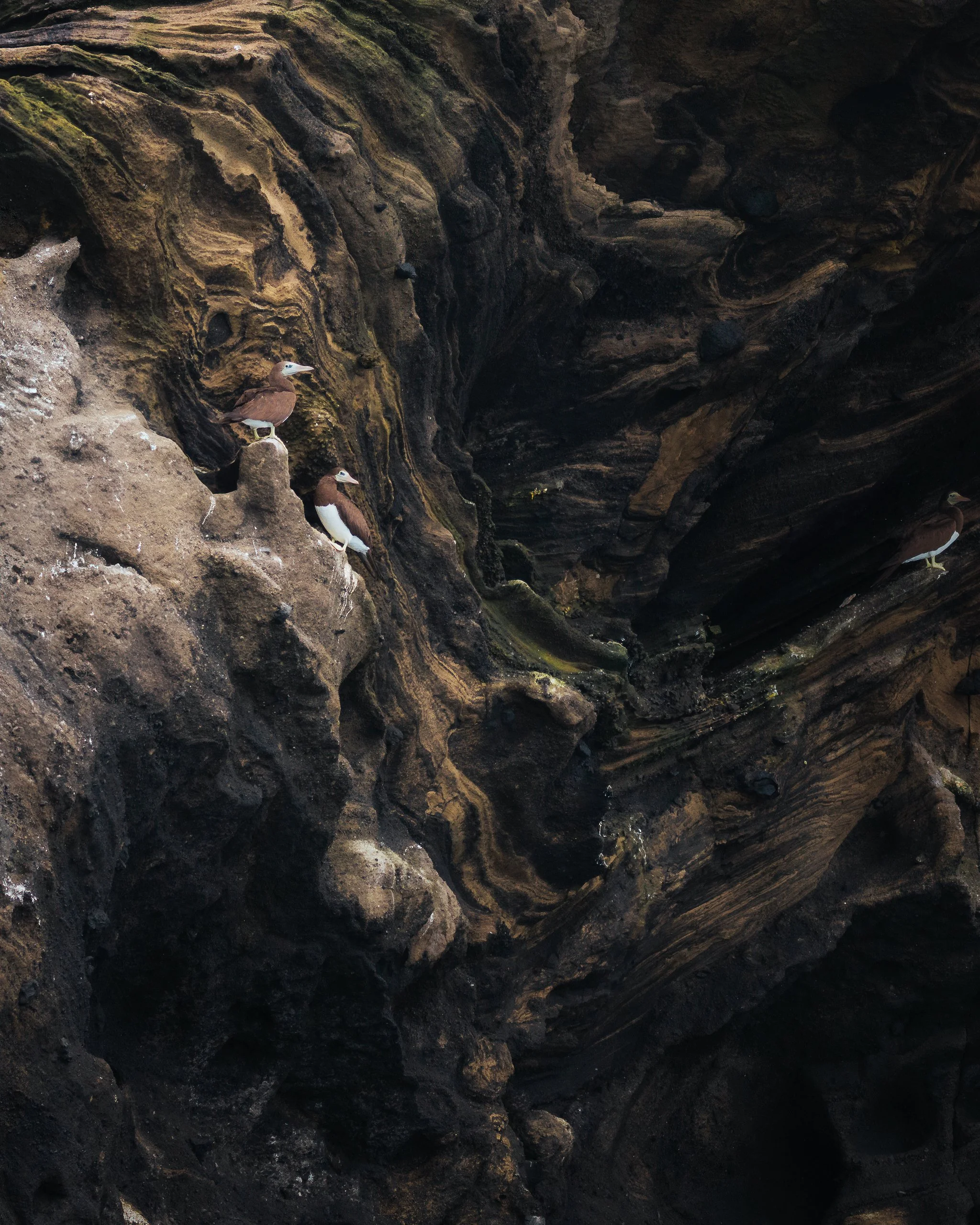 Three small brown and white birds perched on rugged rocks near a dark, layered cliff face.