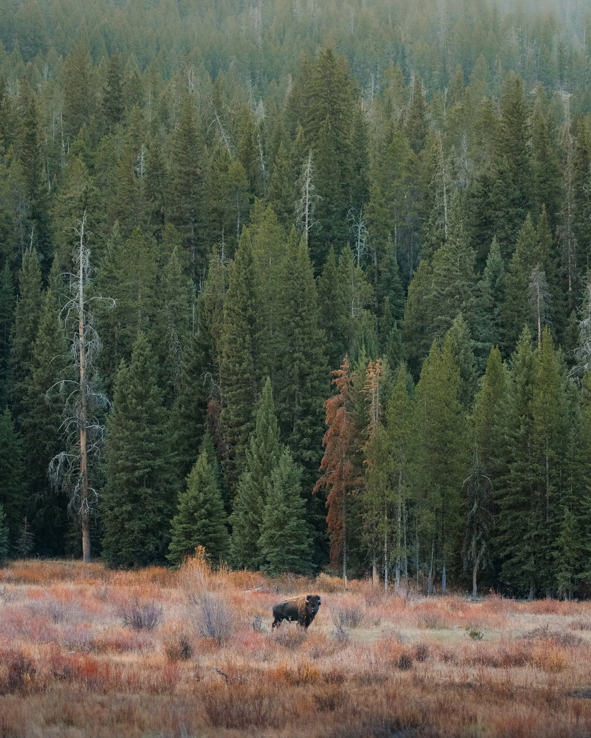 A moose standing in a grassy field with a dense forest of pine trees in the background.