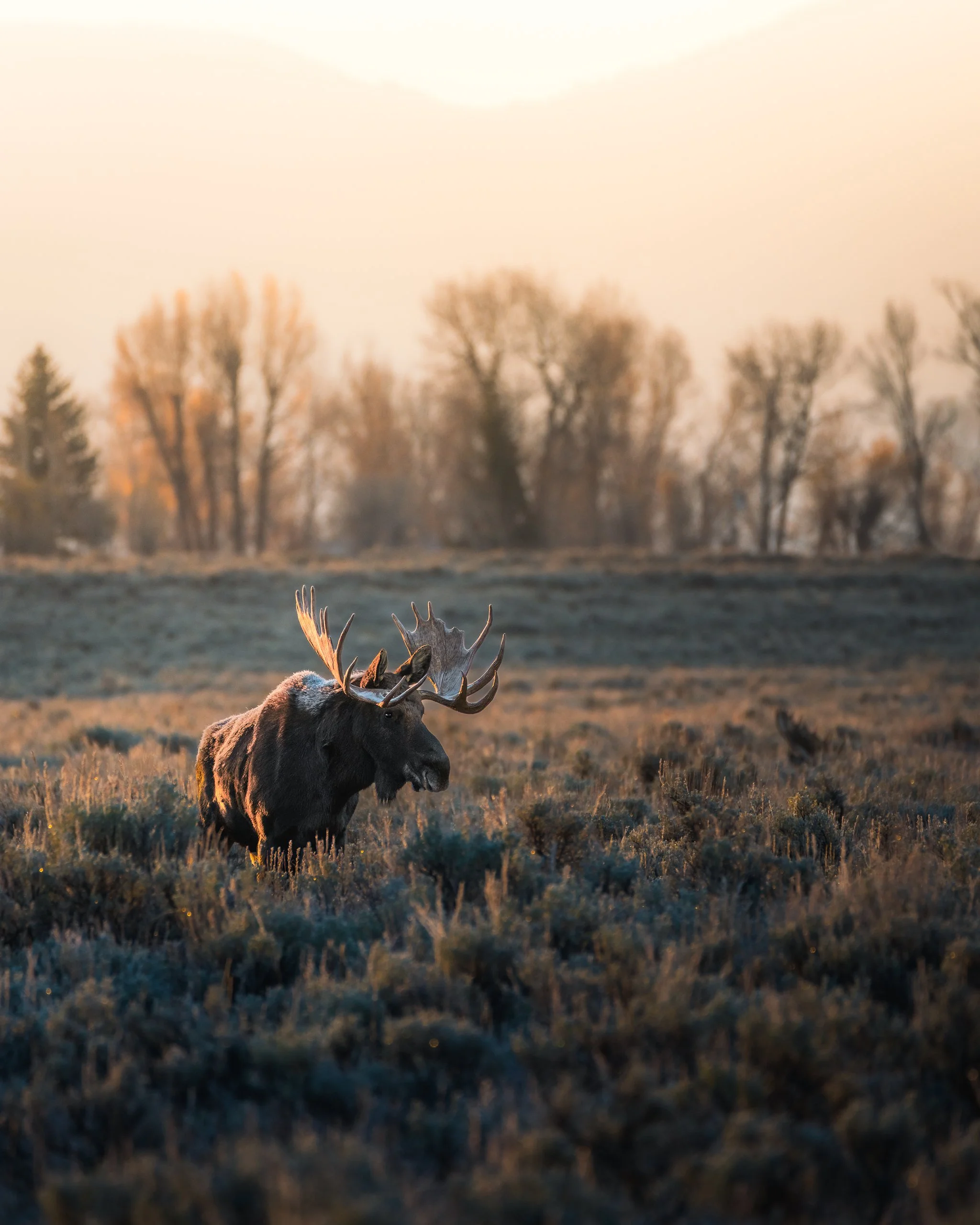 A moose with large antlers walking through a grassy field at sunset with trees in the background.