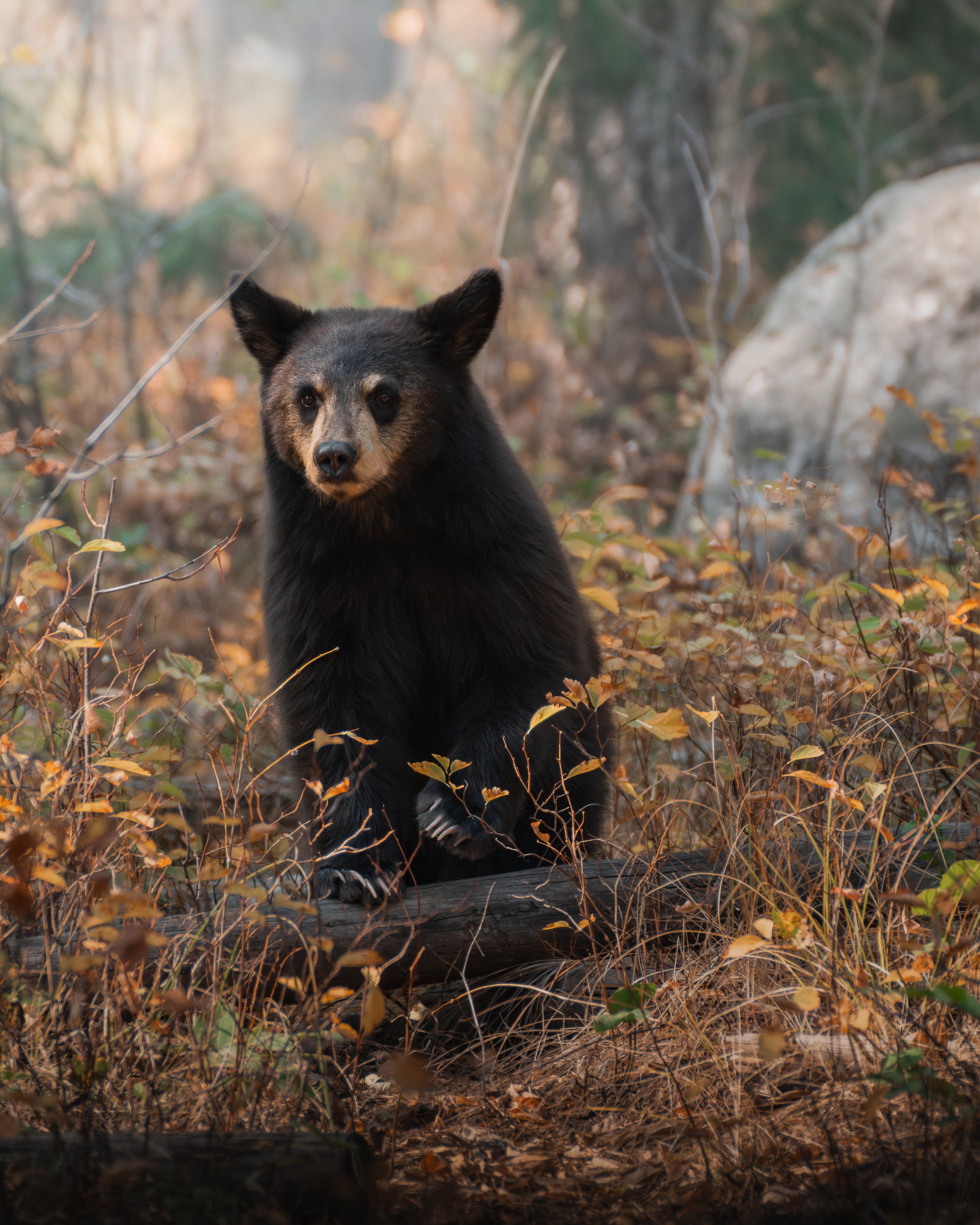 A black bear sitting on a log in a forest with dry leaves and small plants around, looking directly at the camera.