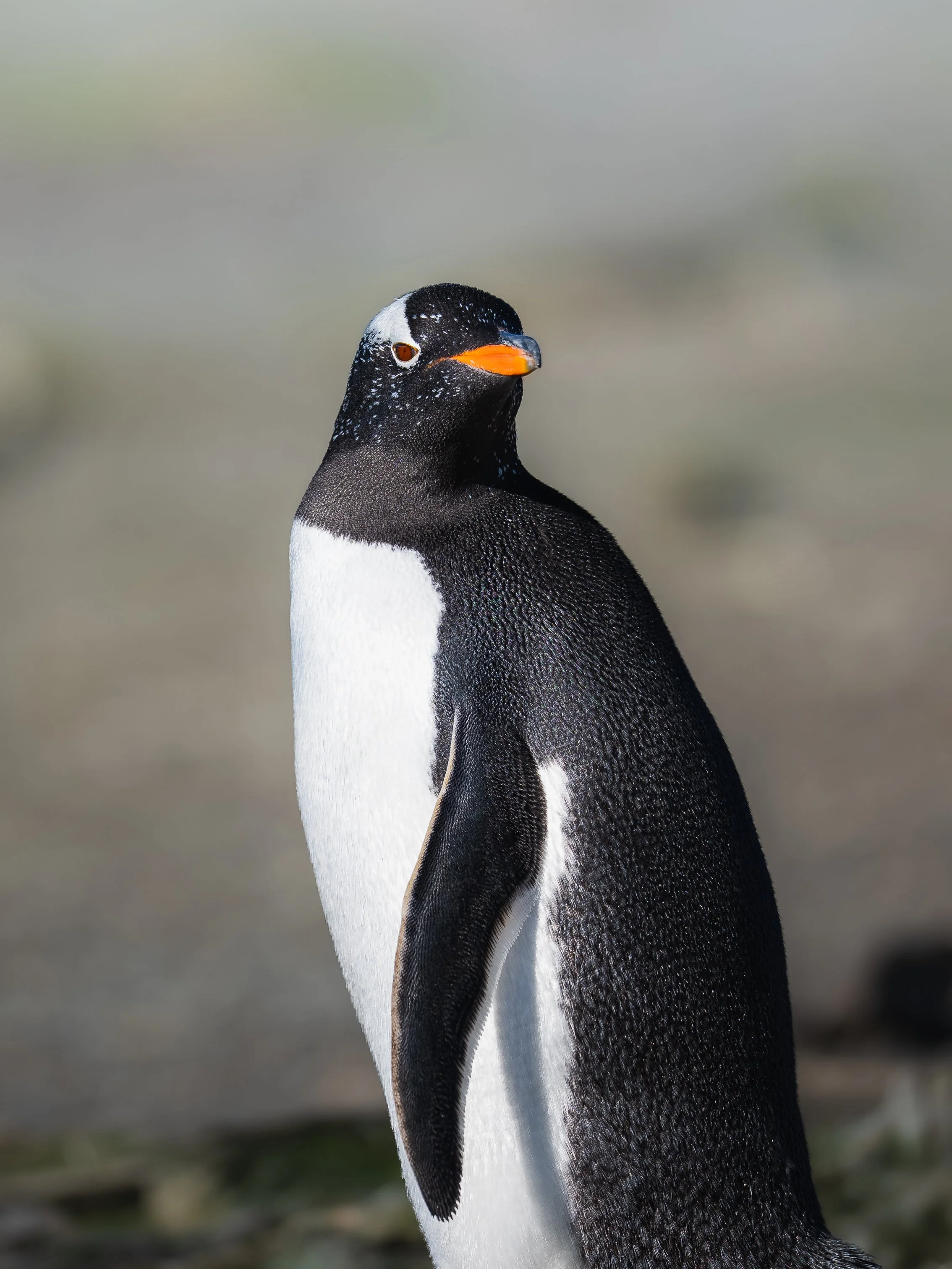 A close-up of a Gentoo penguin standing upright on a rocky surface with a blurred background.