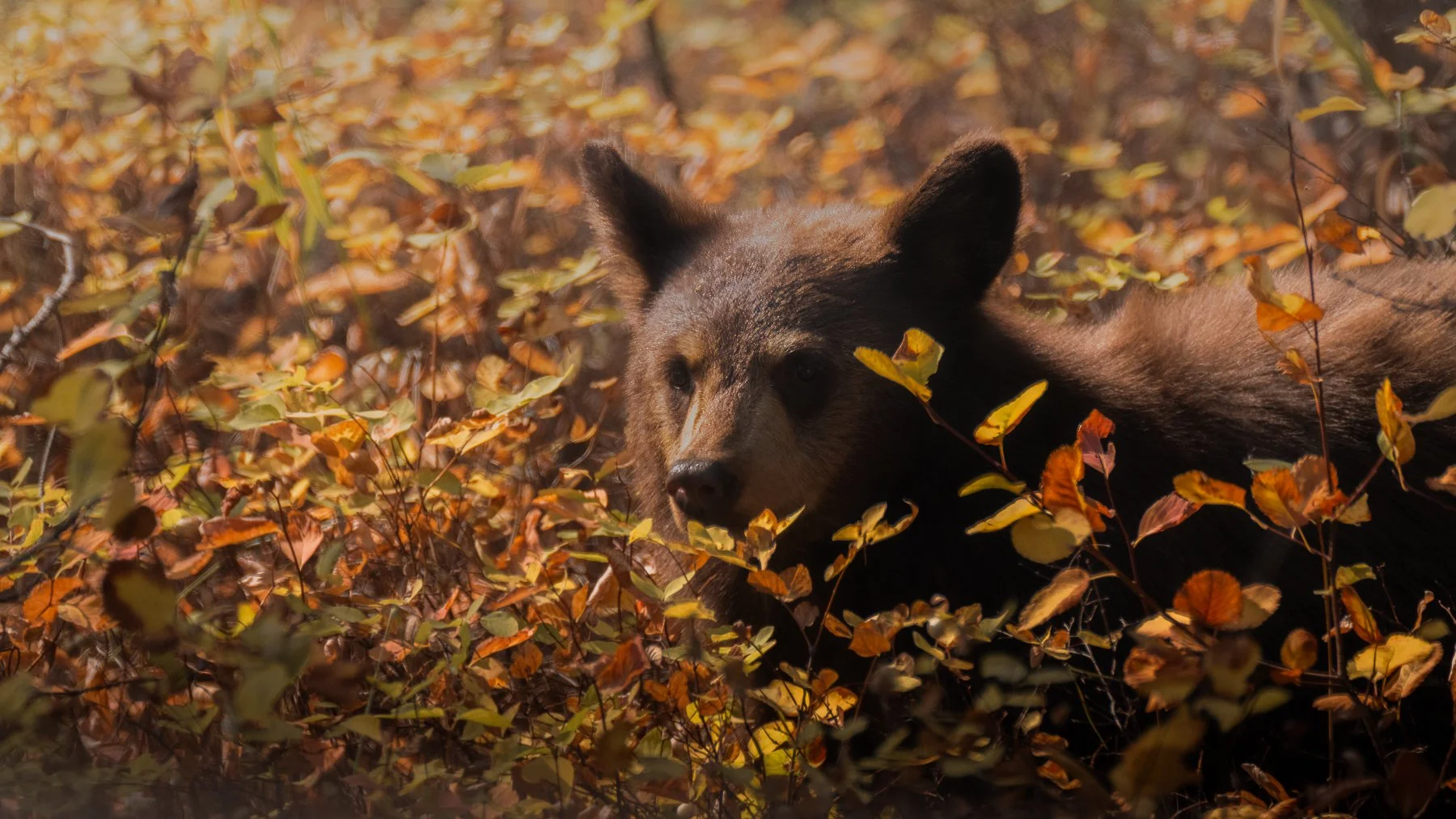 A balck bear lying in a bush with autumn leaves, looking alert.