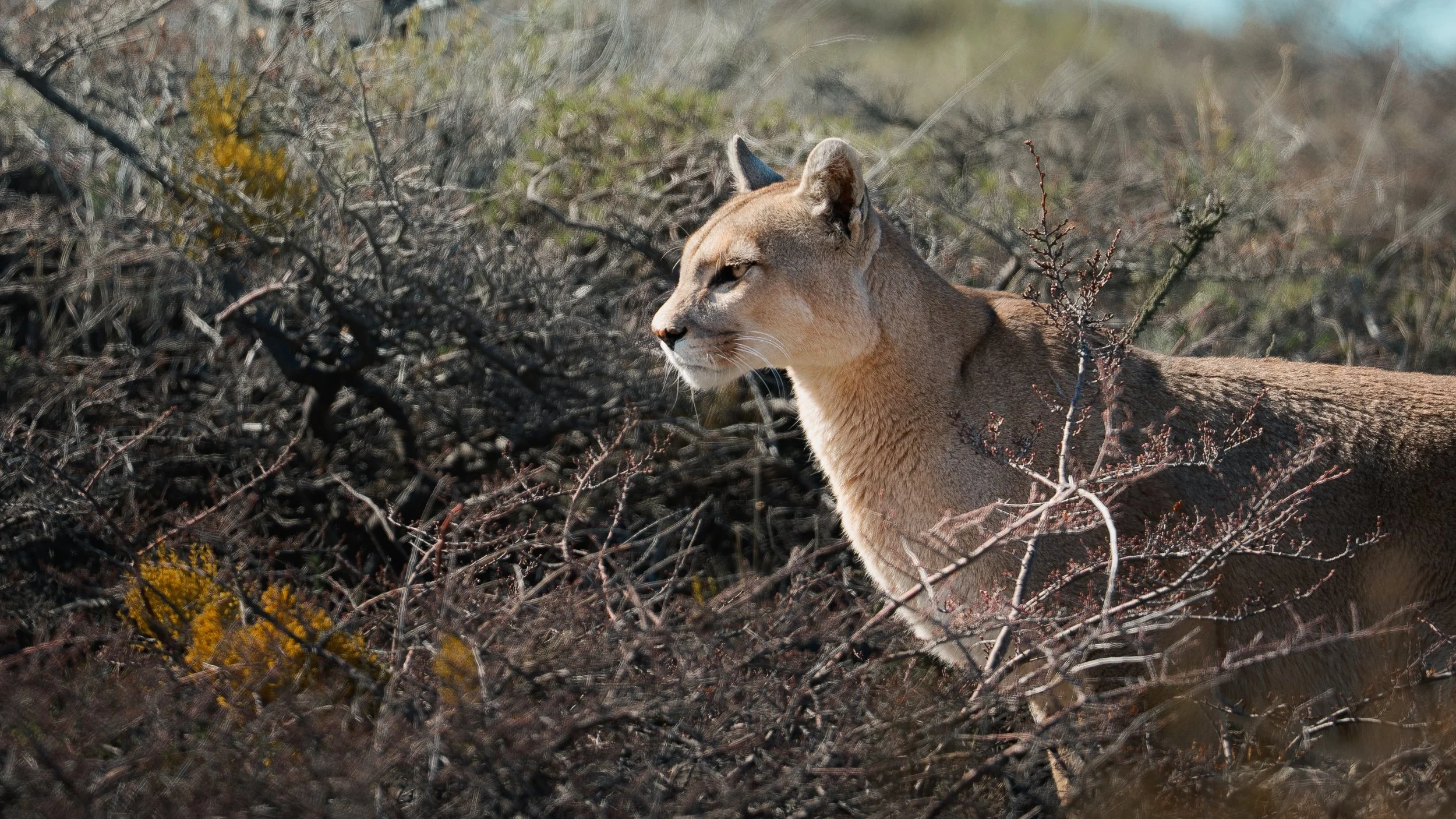 A mountain lion walking through a dry, wooded area with bare branches and some yellowing leaves.
