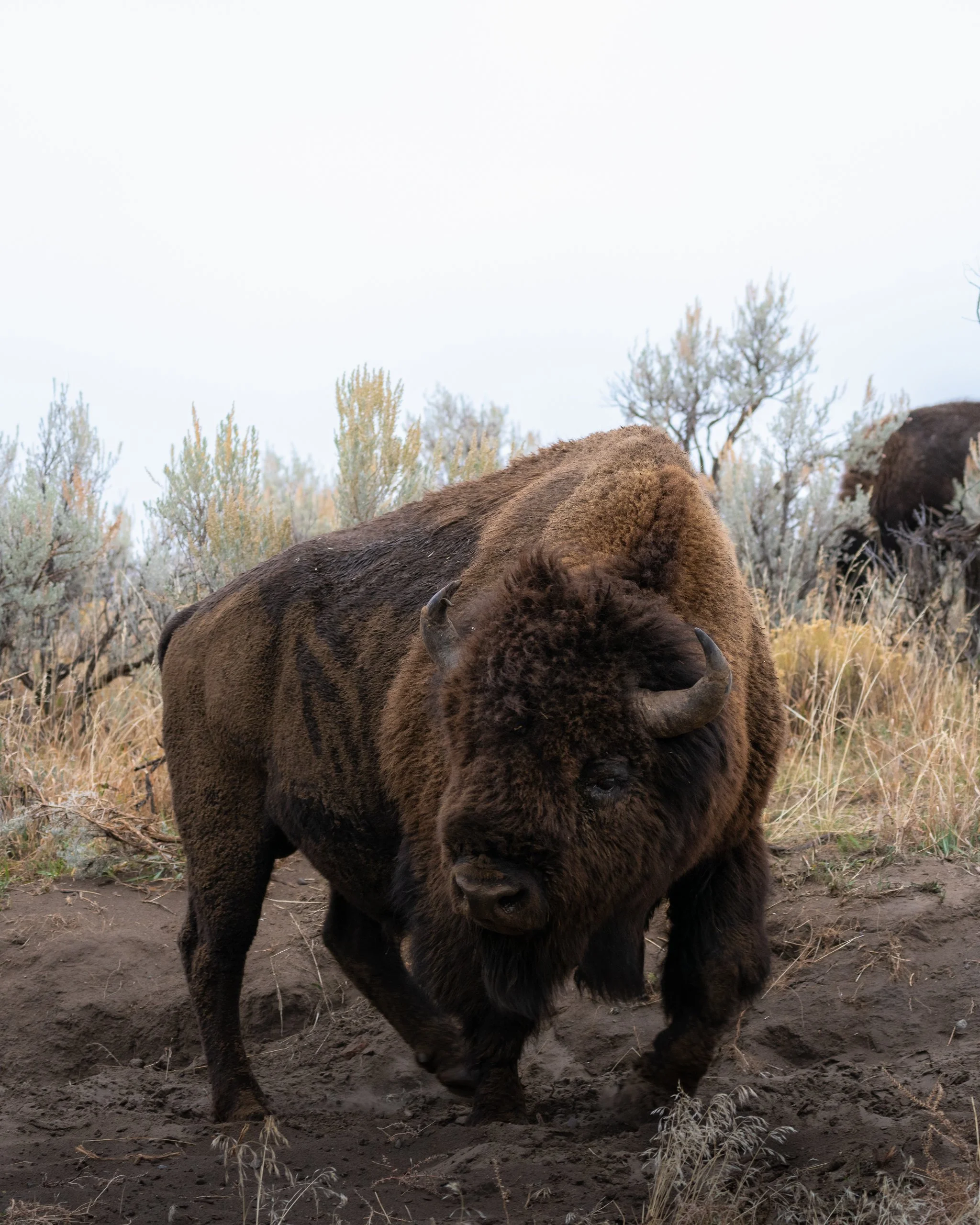 A bison standing on dirt with dry grass and shrubs in the background.