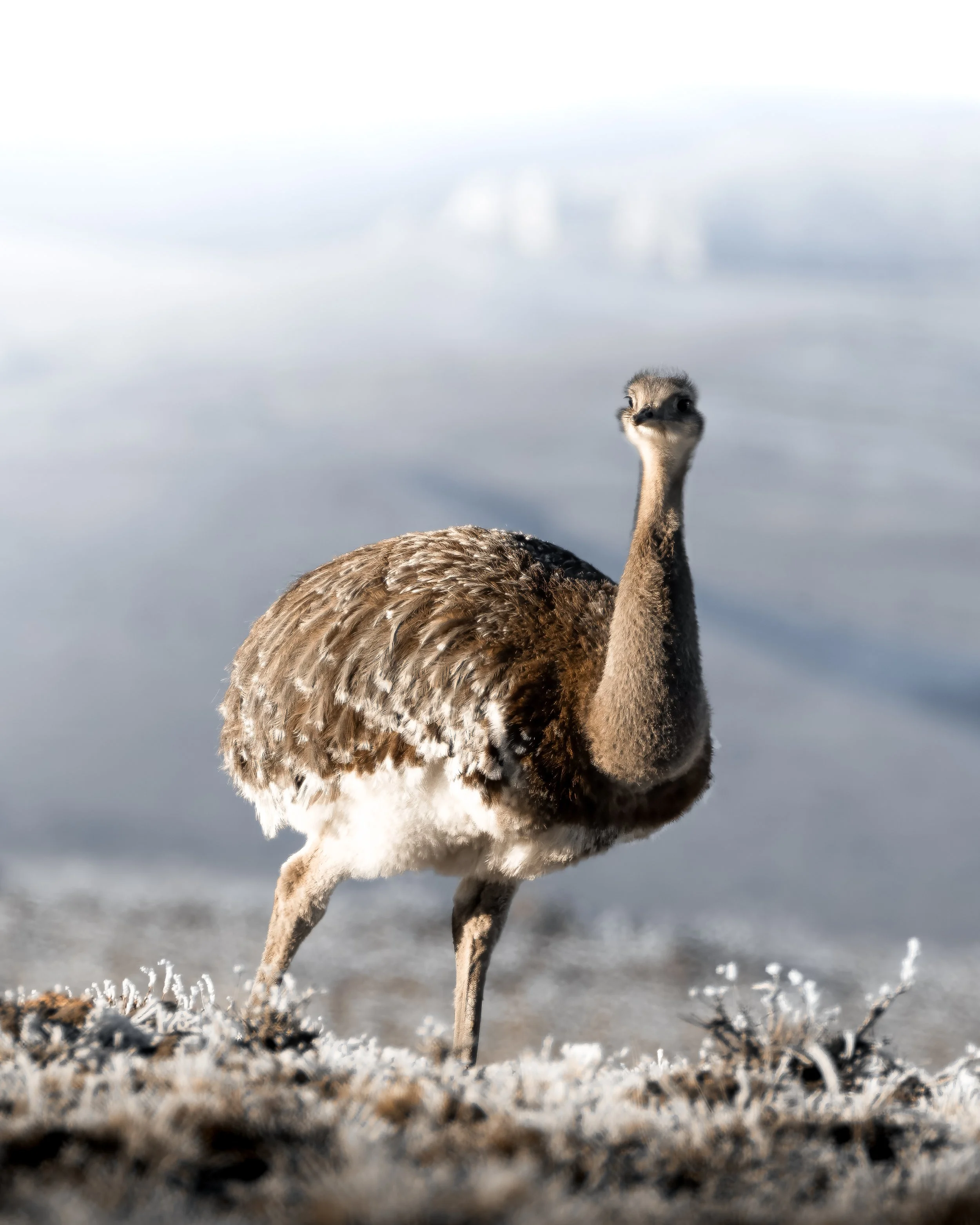A large bird, likely a rhea, standing on snow-covered ground with a blurred snowy background.