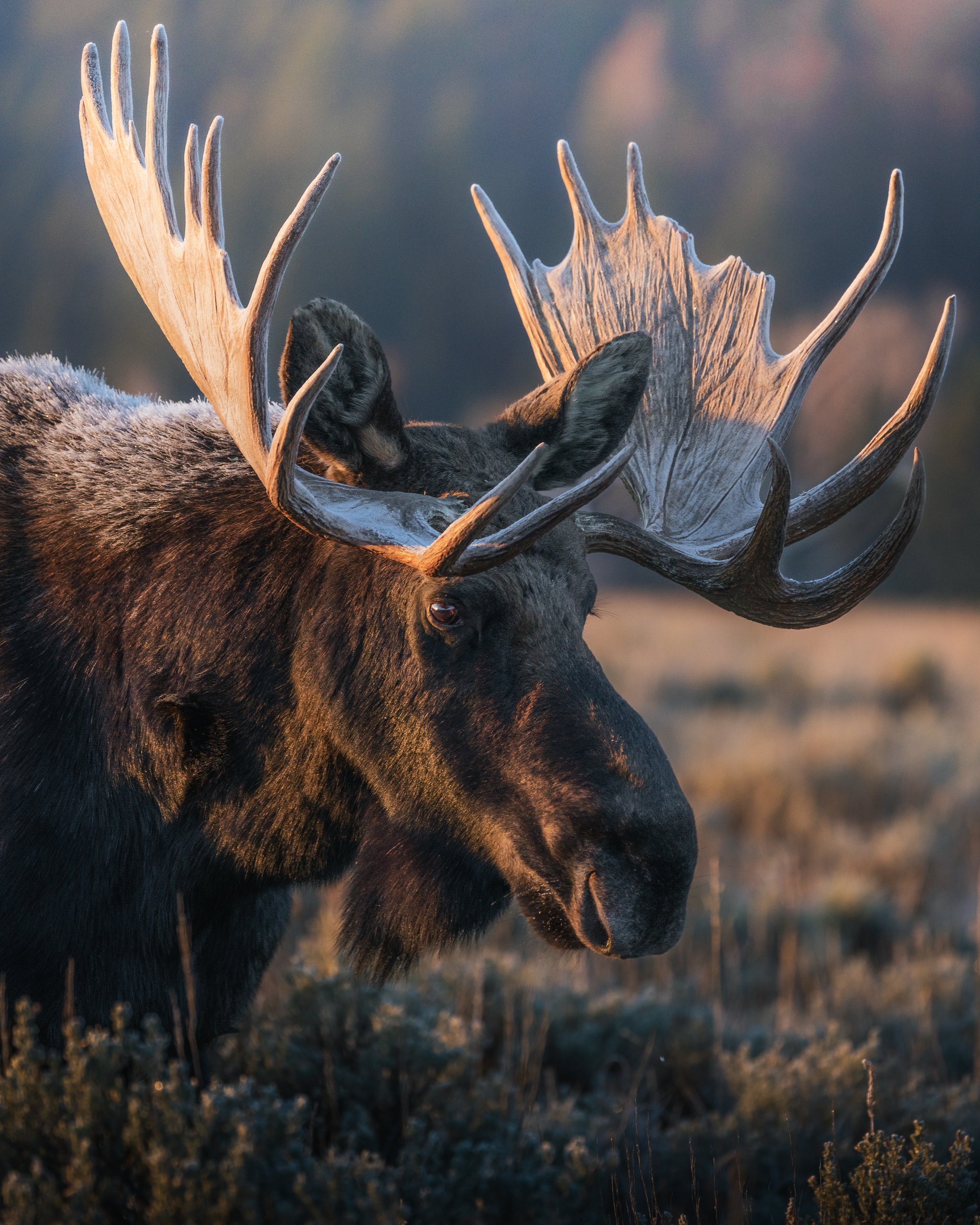 Close-up of a moose with large antlers standing in a natural setting during sunset.
