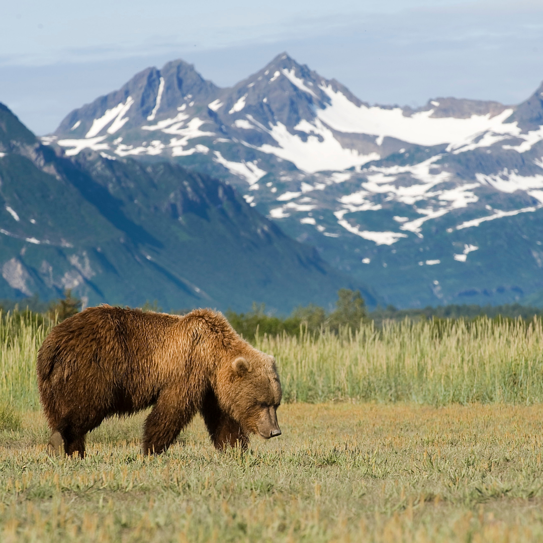 A brown bear walking in a grassy field with snow-capped mountains in the background.