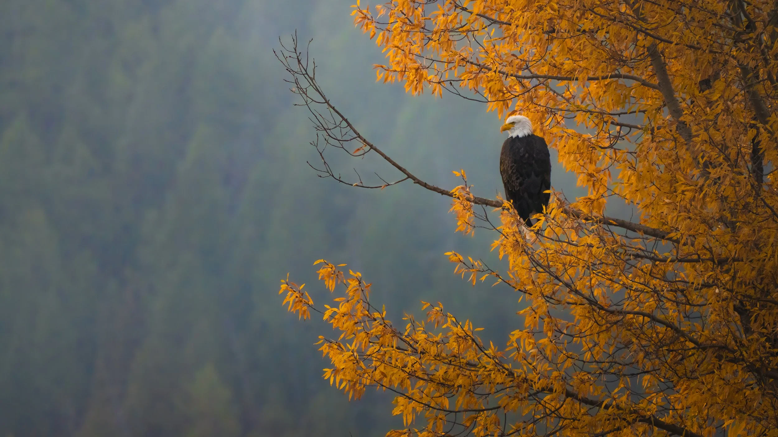 An adult bald eagle perched on a branch of a tree with orange autumn leaves, overlooking a foggy landscape.