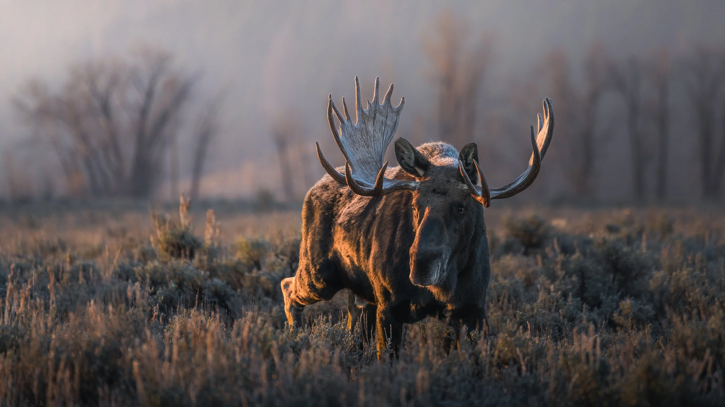 A moose walking through a grassy field with foggy trees in the background during dawn or dusk.