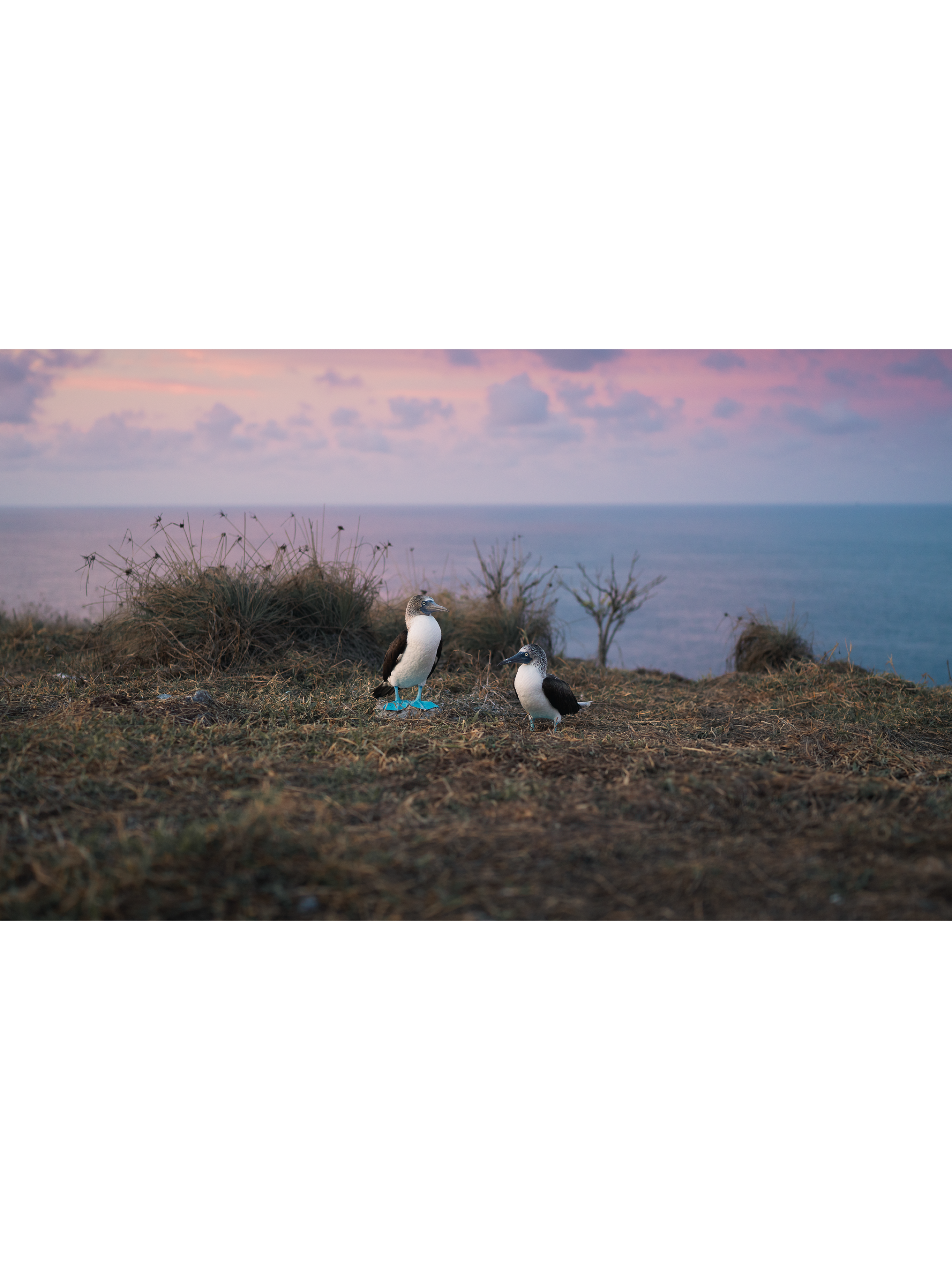 Blue Feet at First Light