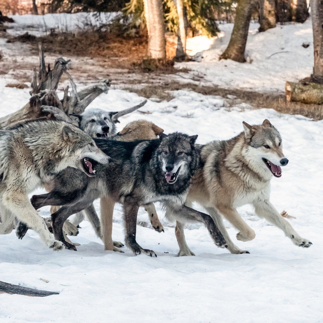 Group of six wolves running through snow in a forested area.