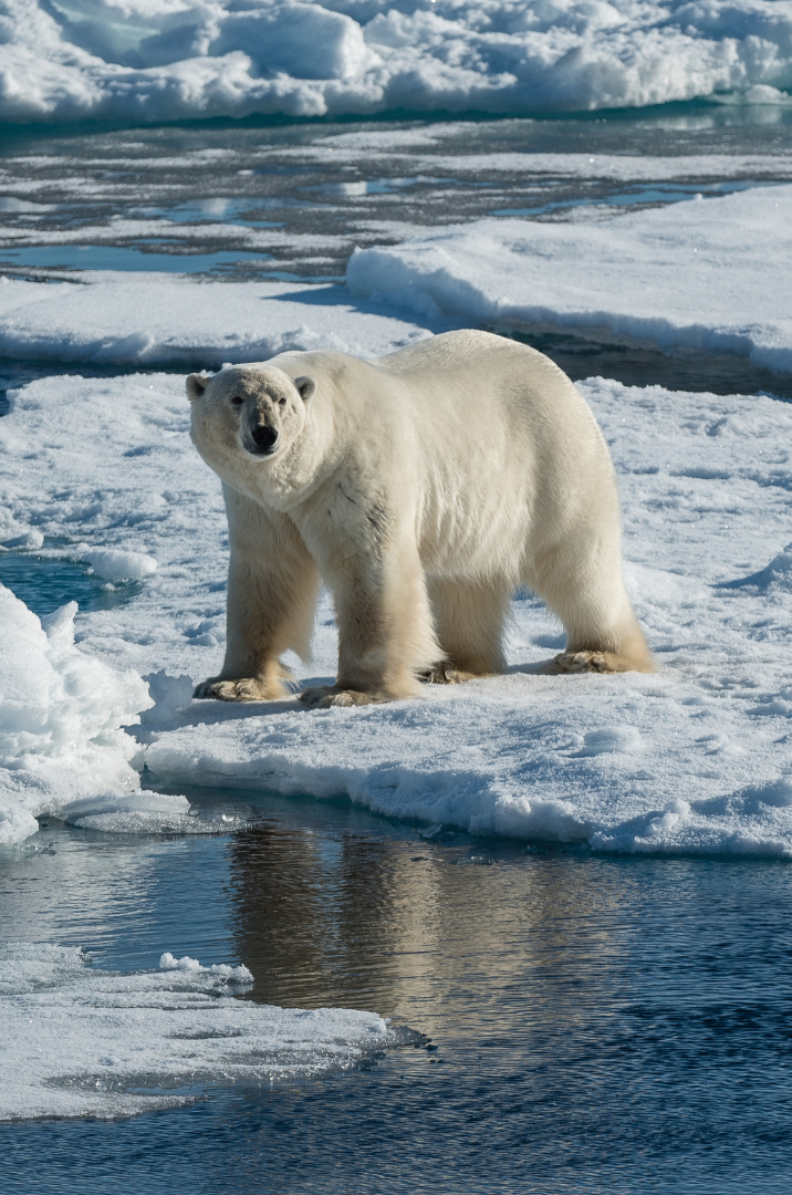 A polar bear standing on ice floes in the Arctic Ocean, with water and ice in the background.