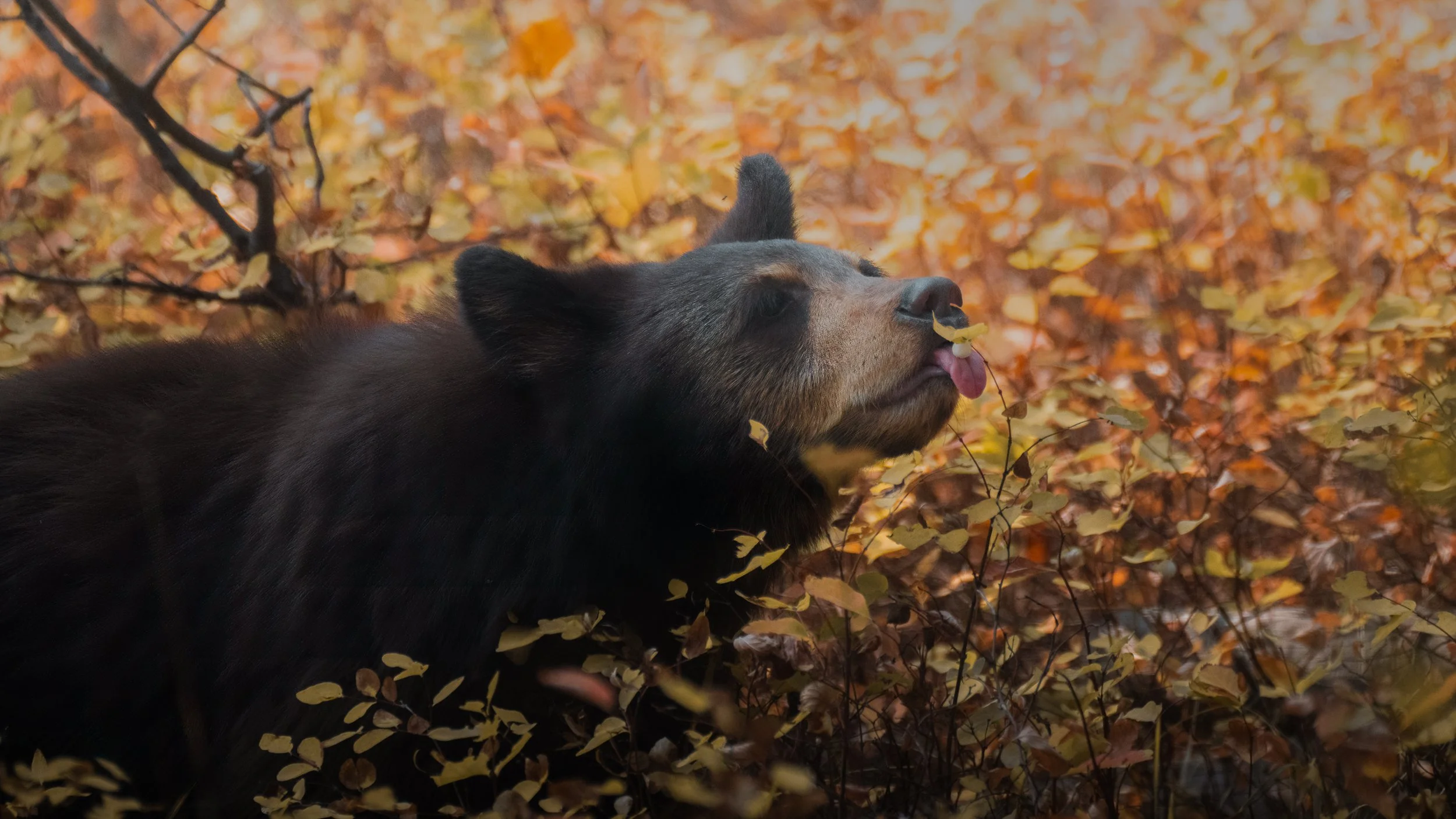 A bear in a forest with autumn leaves, sticking out its tongue and appearing to sniff leaves nearby.