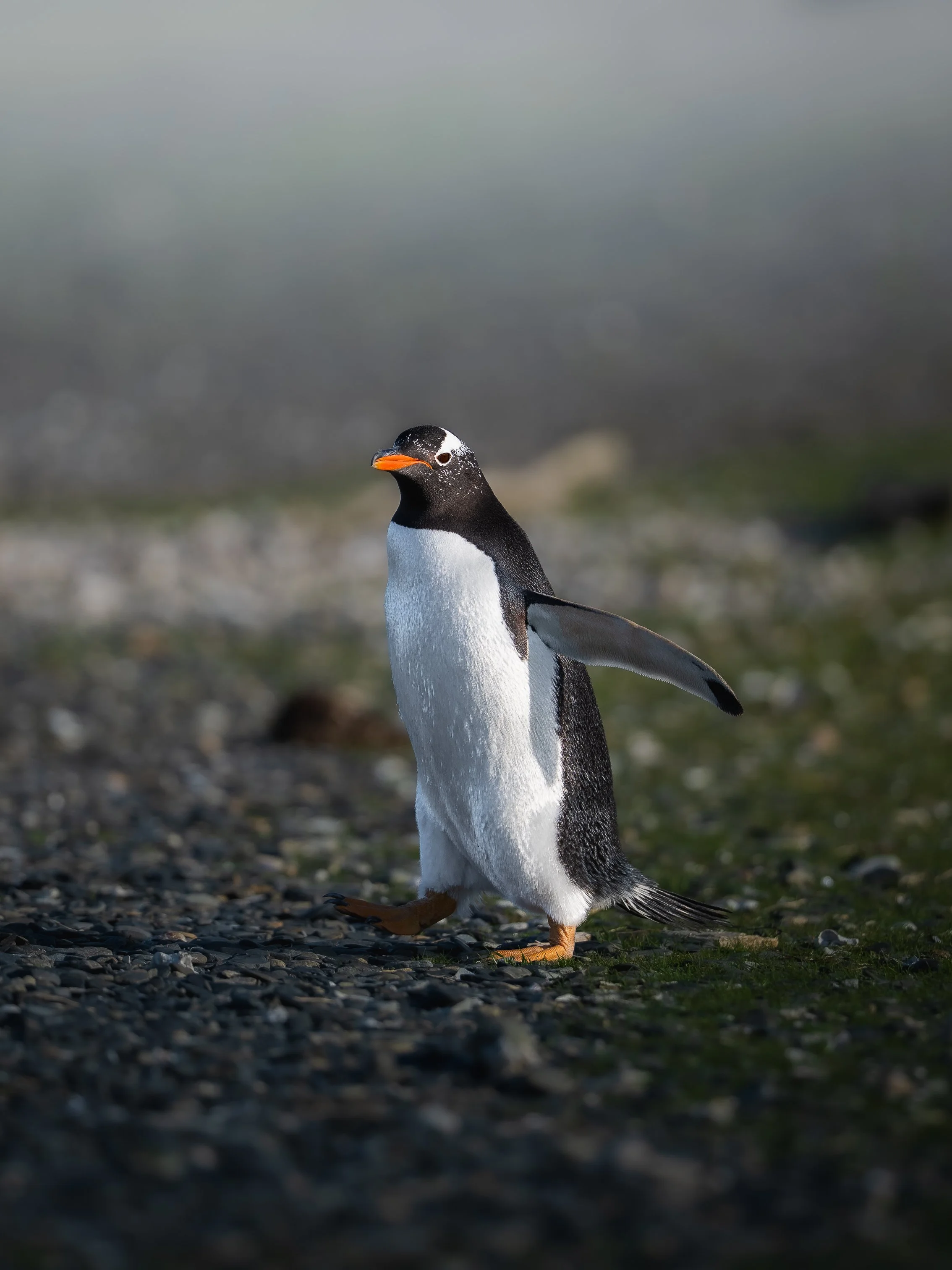 A Gentoo penguin standing on a rocky, mossy terrain with a blurred, cloudy background.