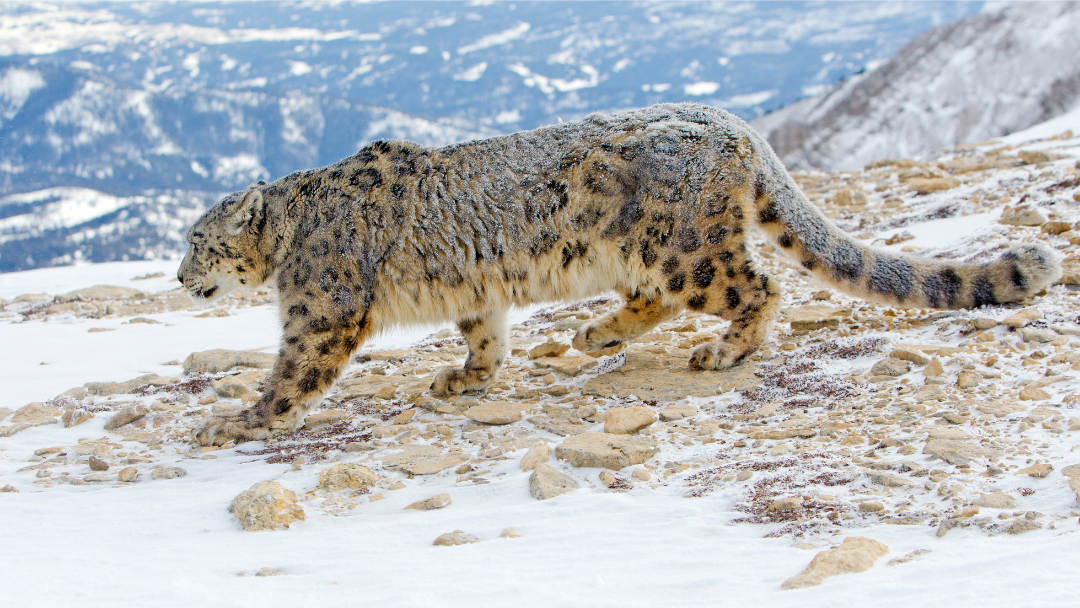 A snow leopard walking on rocky terrain in a snowy mountain landscape.