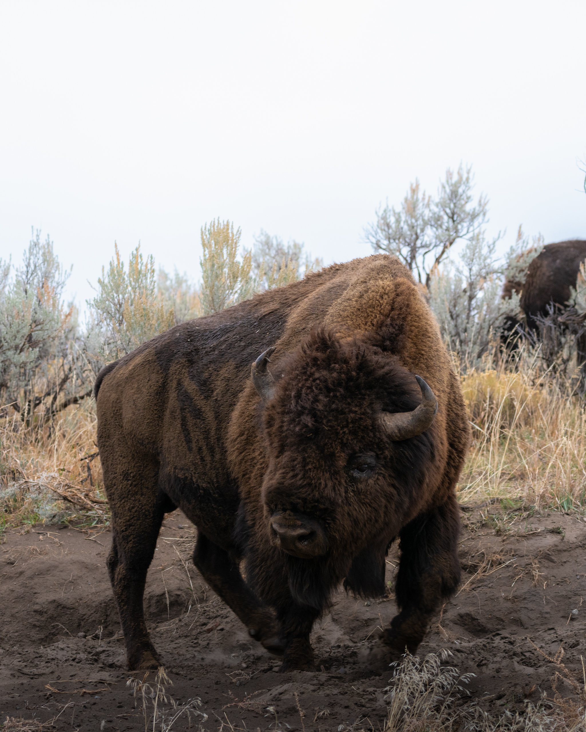 A bison standing on dirt with dry grass and sparse bushes in the background.