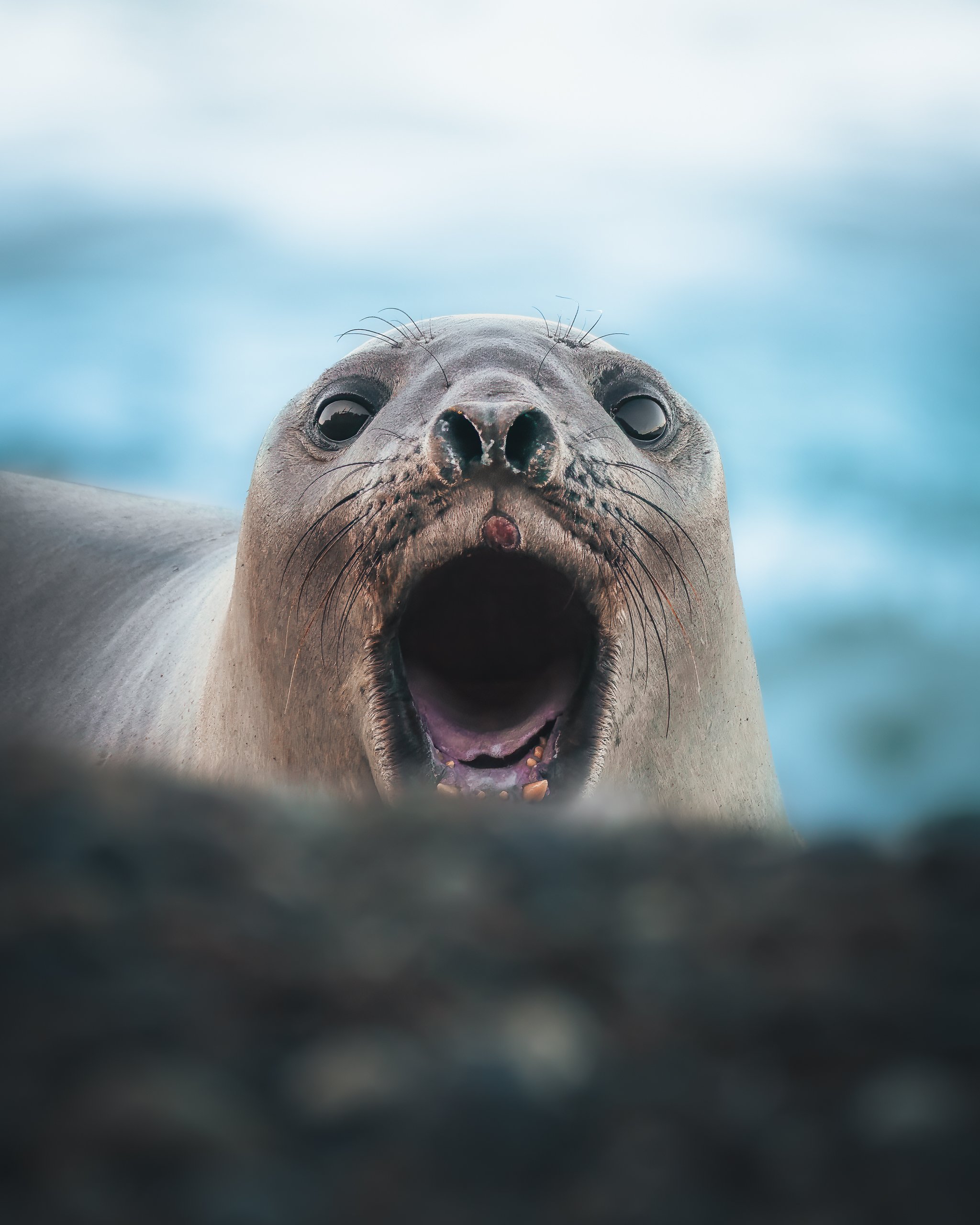 A seal with its mouth open, appearing surprised or excited, on a rocky shoreline with a blurred blue ocean background.
