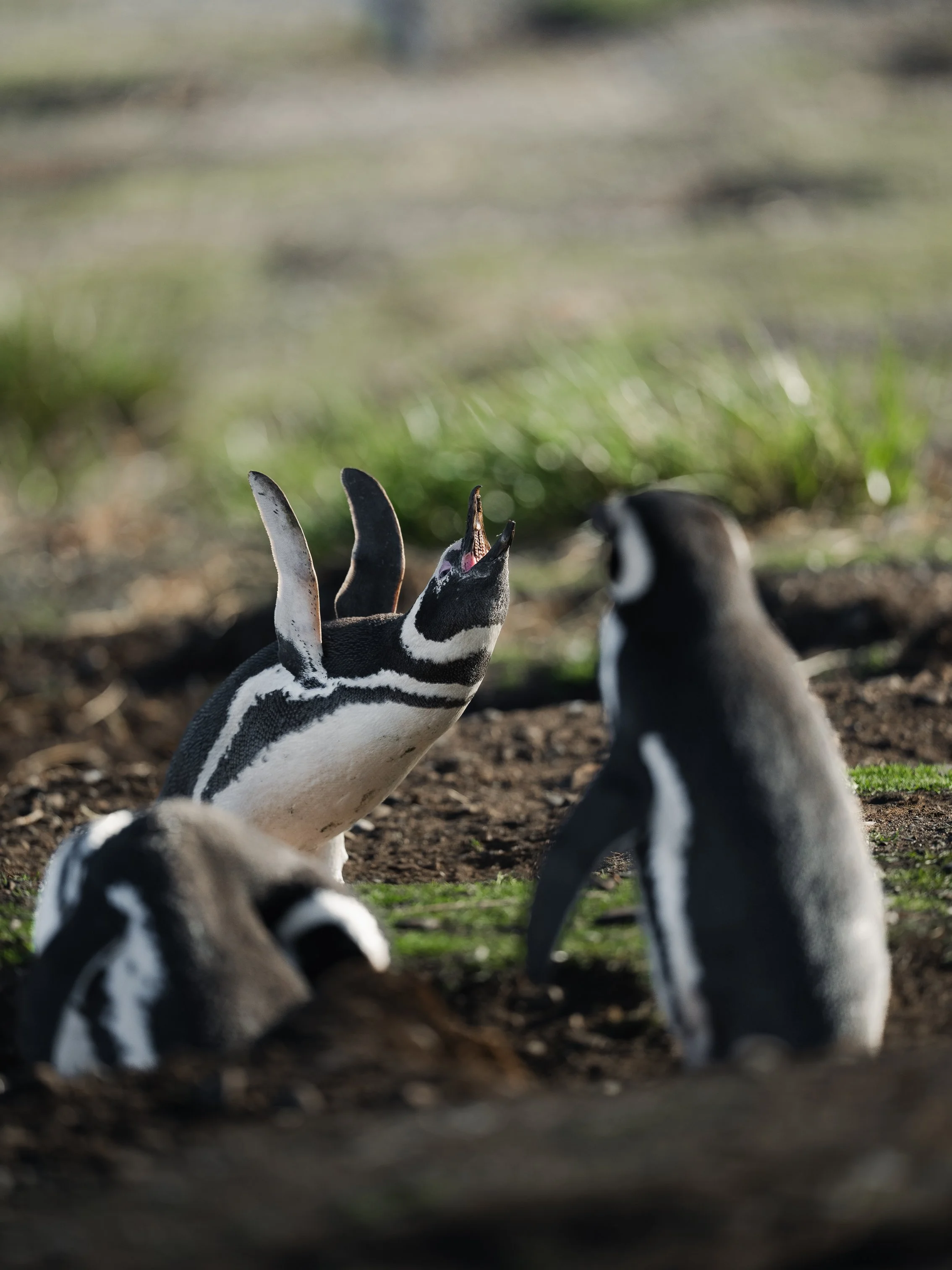 A group of three Papua penguins on land, with one penguin in the center calling out or vocalizing, and the others looking at it, surrounded by grass and dirt.