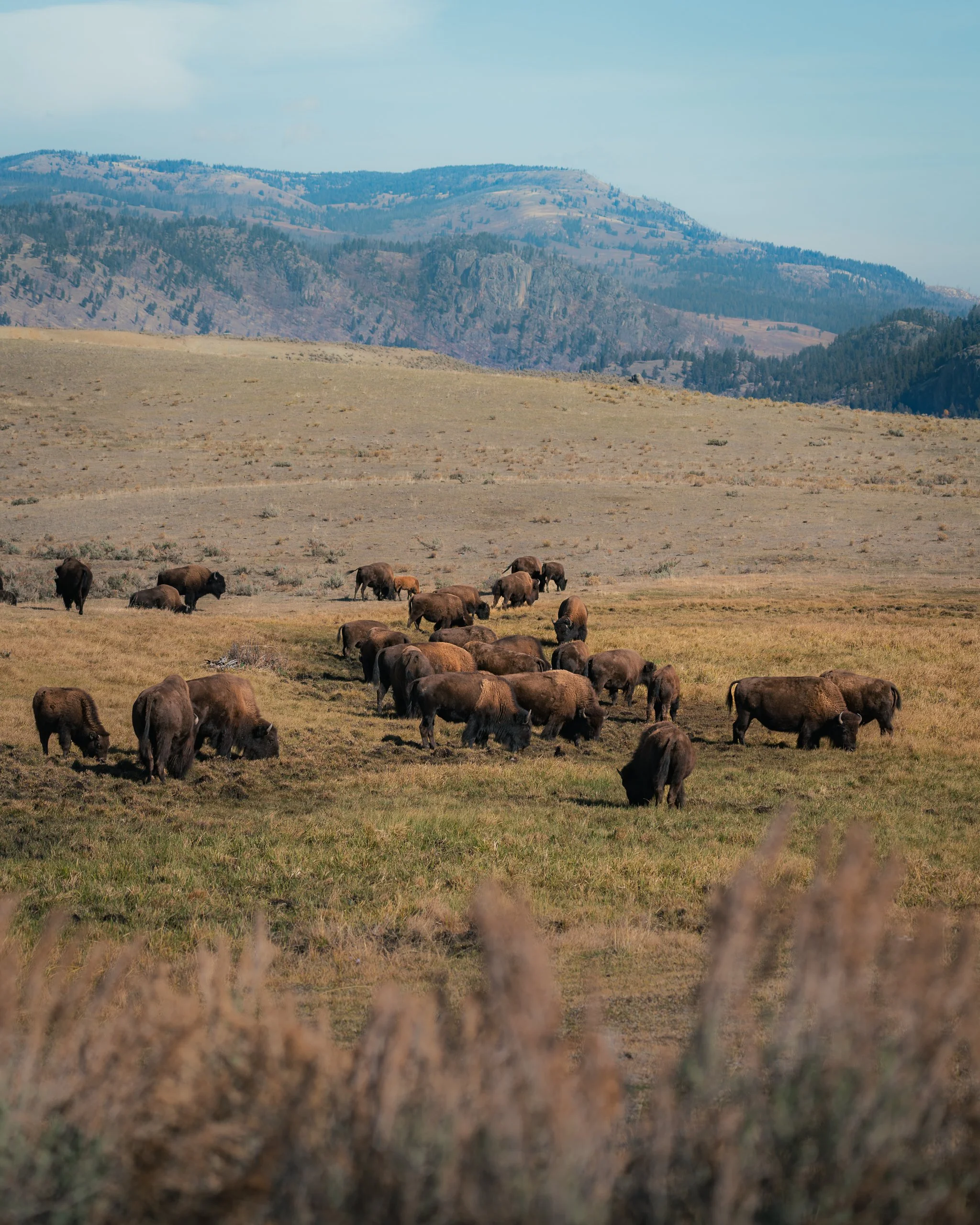 A herd of bison grazing on a grassy plain in a mountainous landscape.