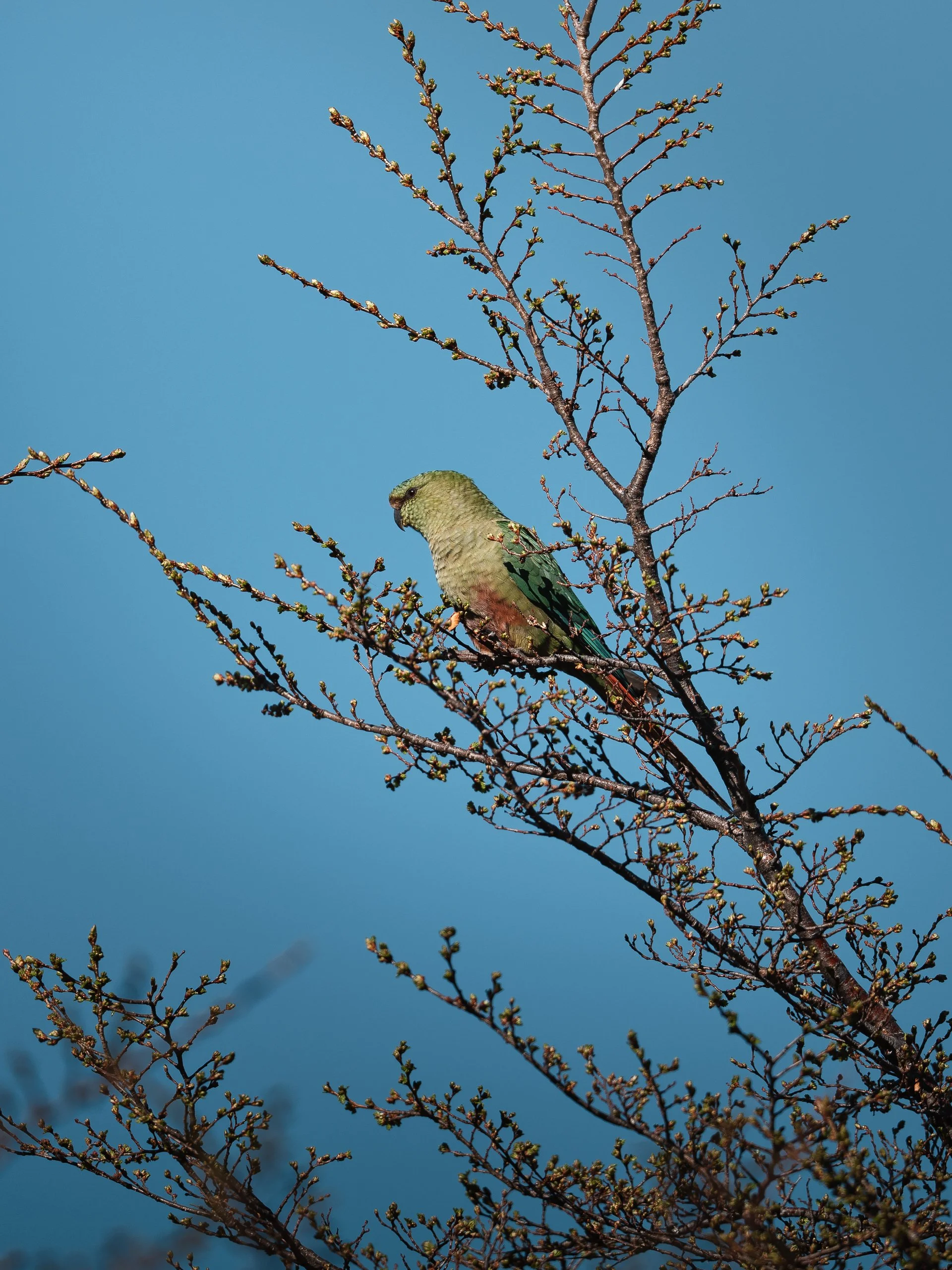 A green and yellow bird perched on bare tree branches against a bright blue sky.