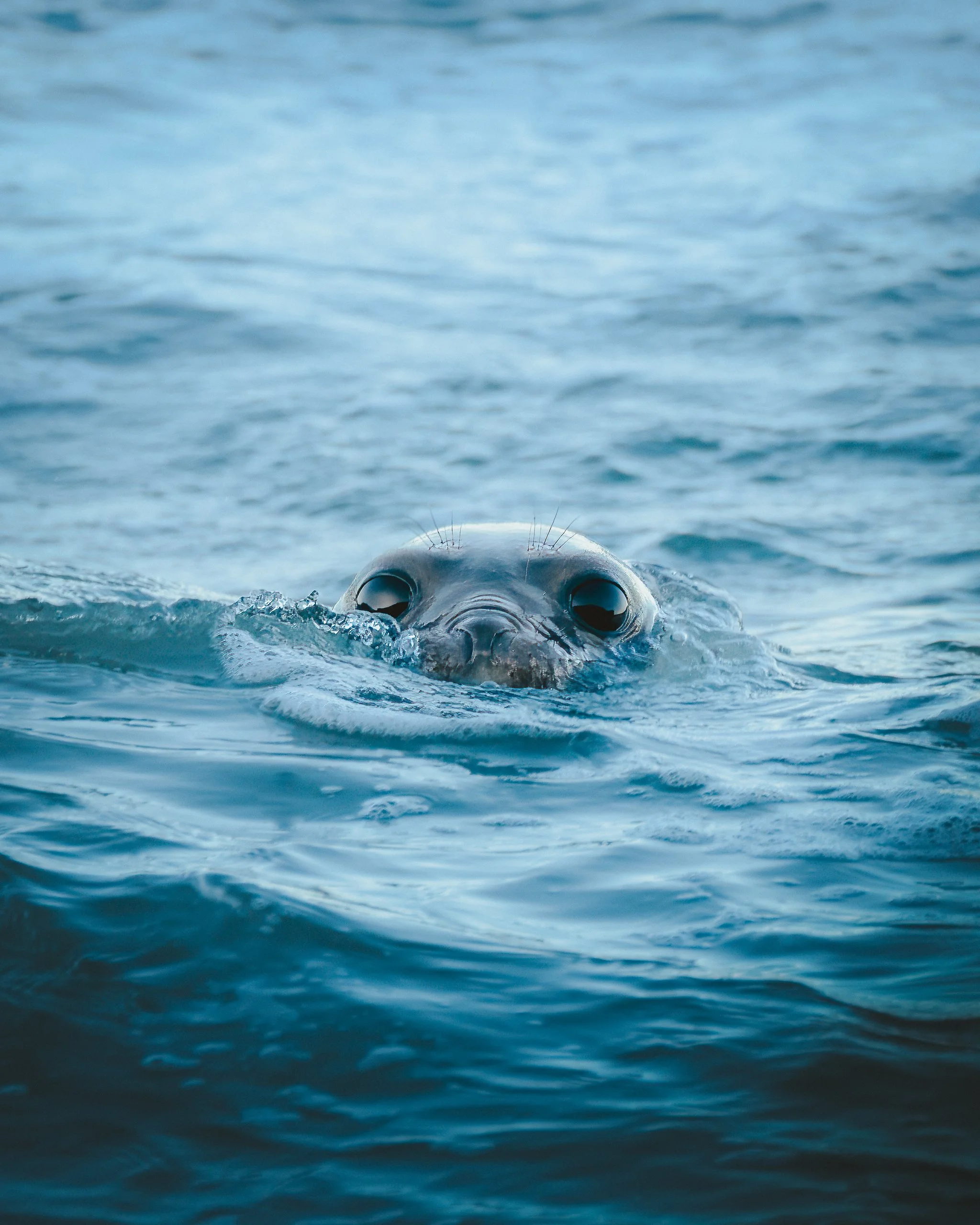A close-up of a seal swimming in the ocean, with only its head visible above the water surface.