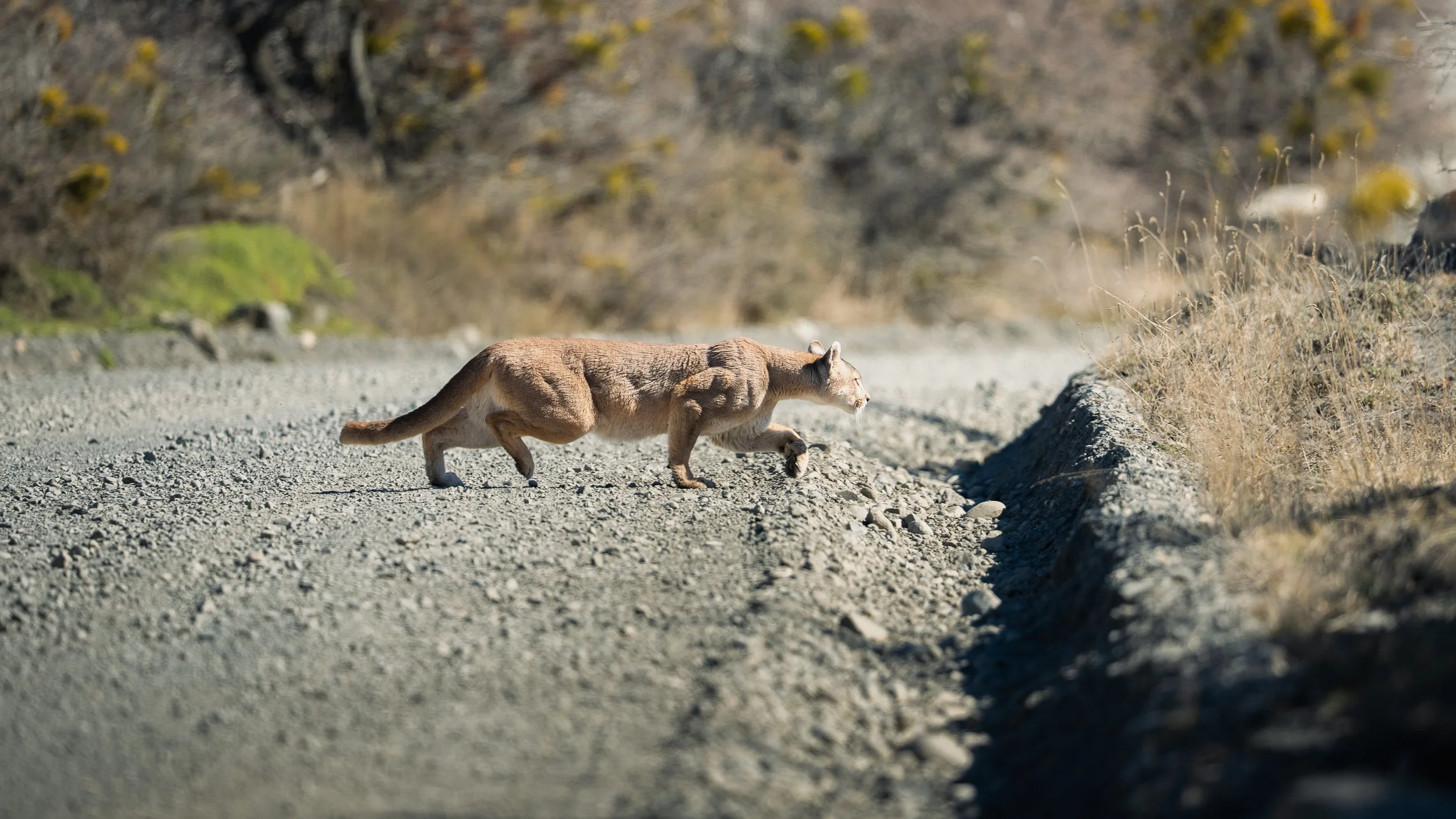 A puma - mountain lion walking on a dirt trail in the Patagonian steppe landscape with dry grass and bushes.