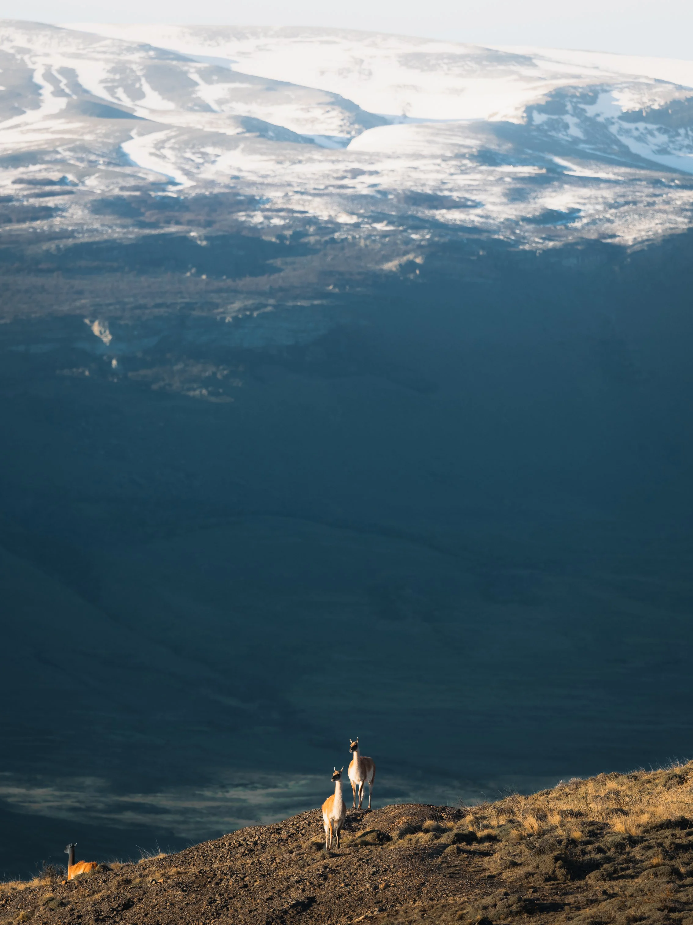 Guanacos standing on a rocky hillside with a large snow-covered mountain in the background.