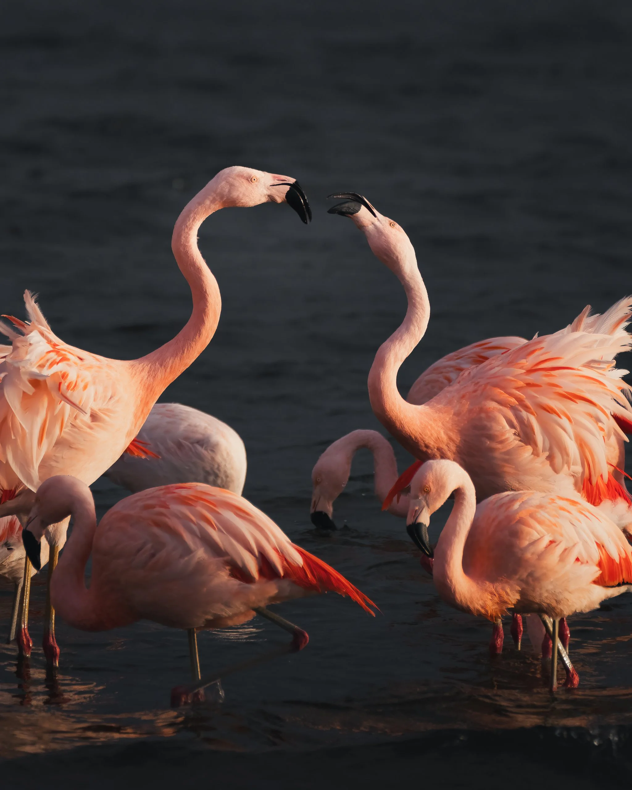 A group of pink flamingos standing in dark water, some with their heads bent downward and some with their necks curved, in a natural scene.