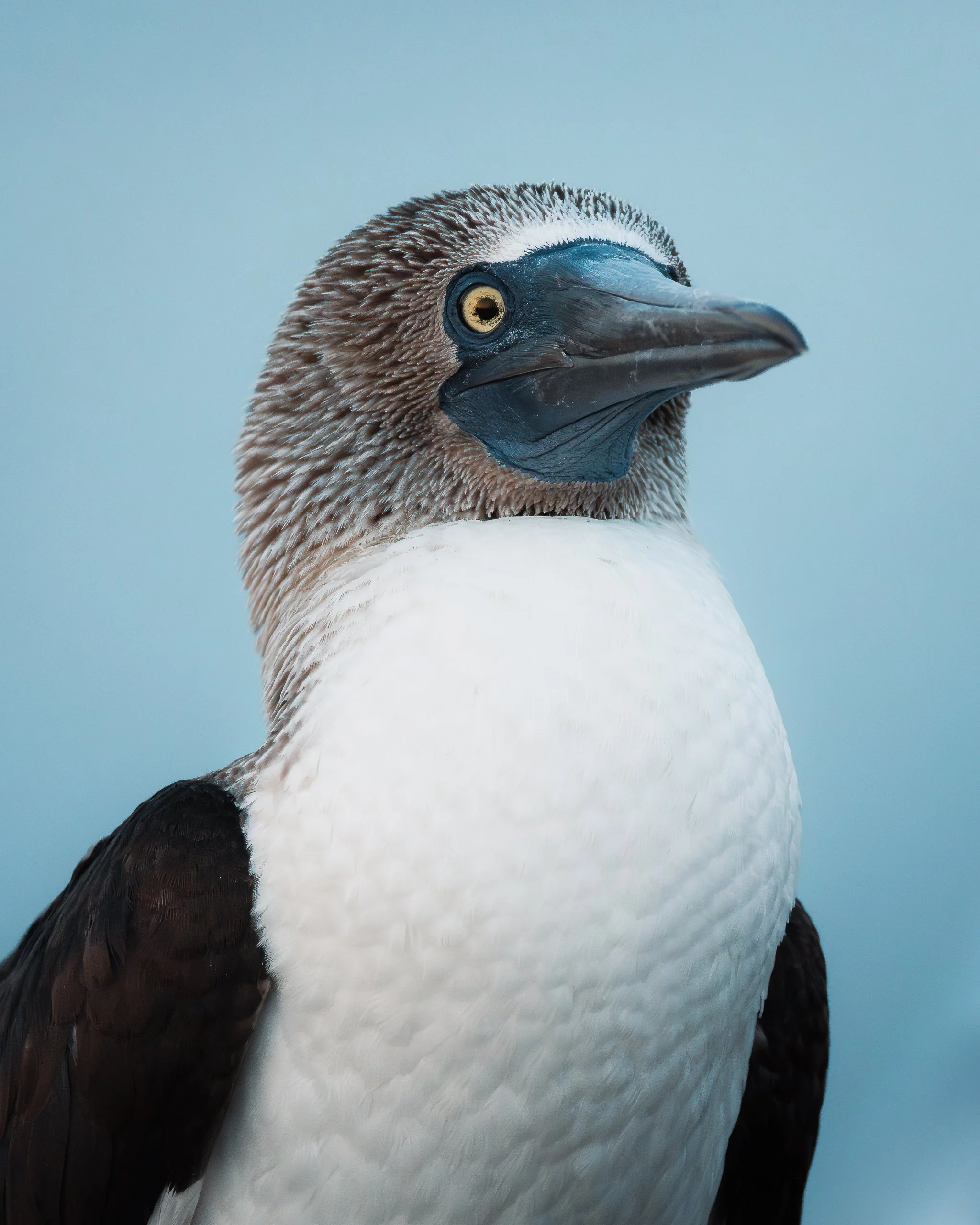 Close-up of a bird, a blue footed bobby, with a blue background.