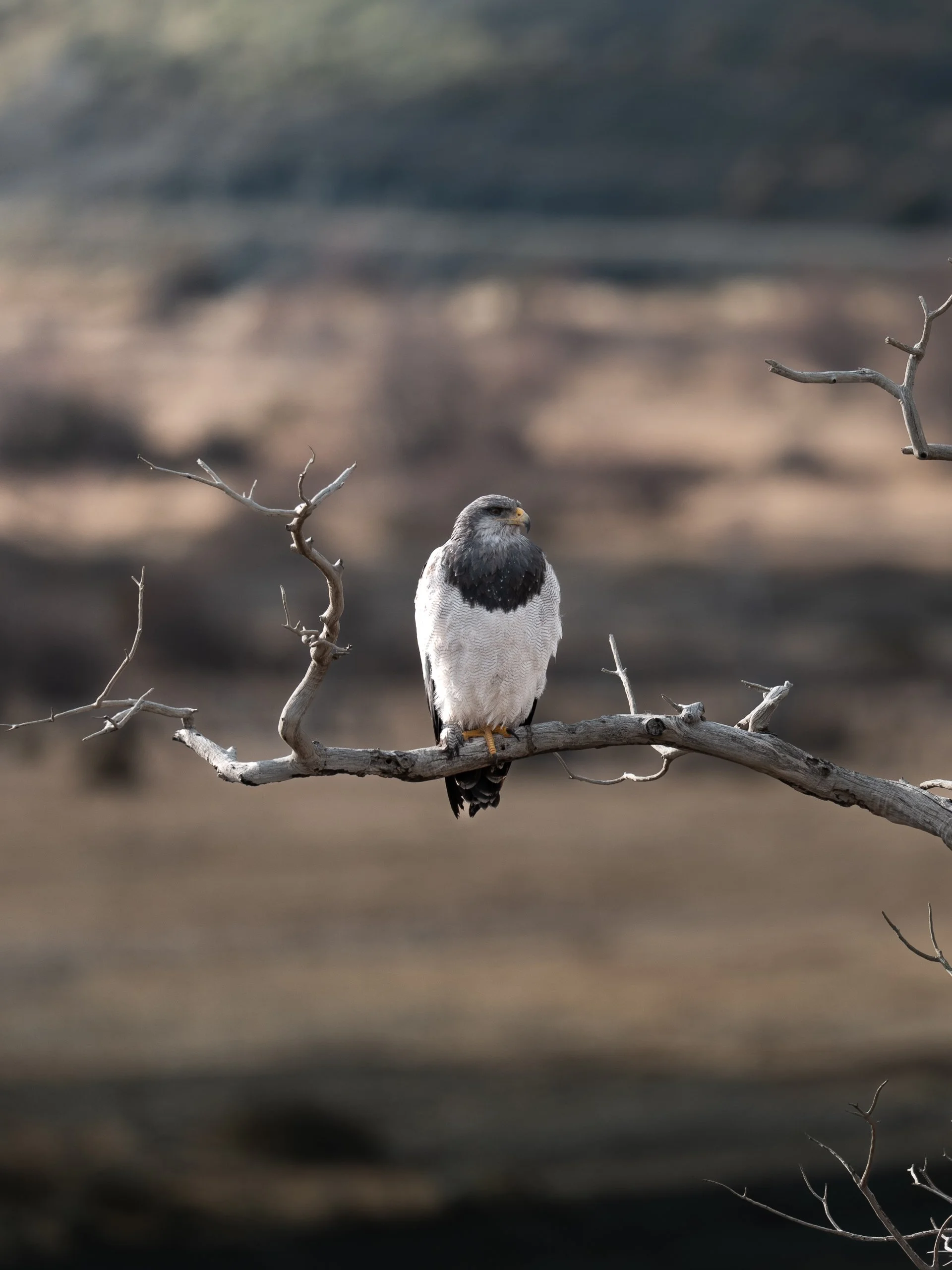 A buzzard-chested eagle, perched on a bare, twisting branch against a blurred natural background.