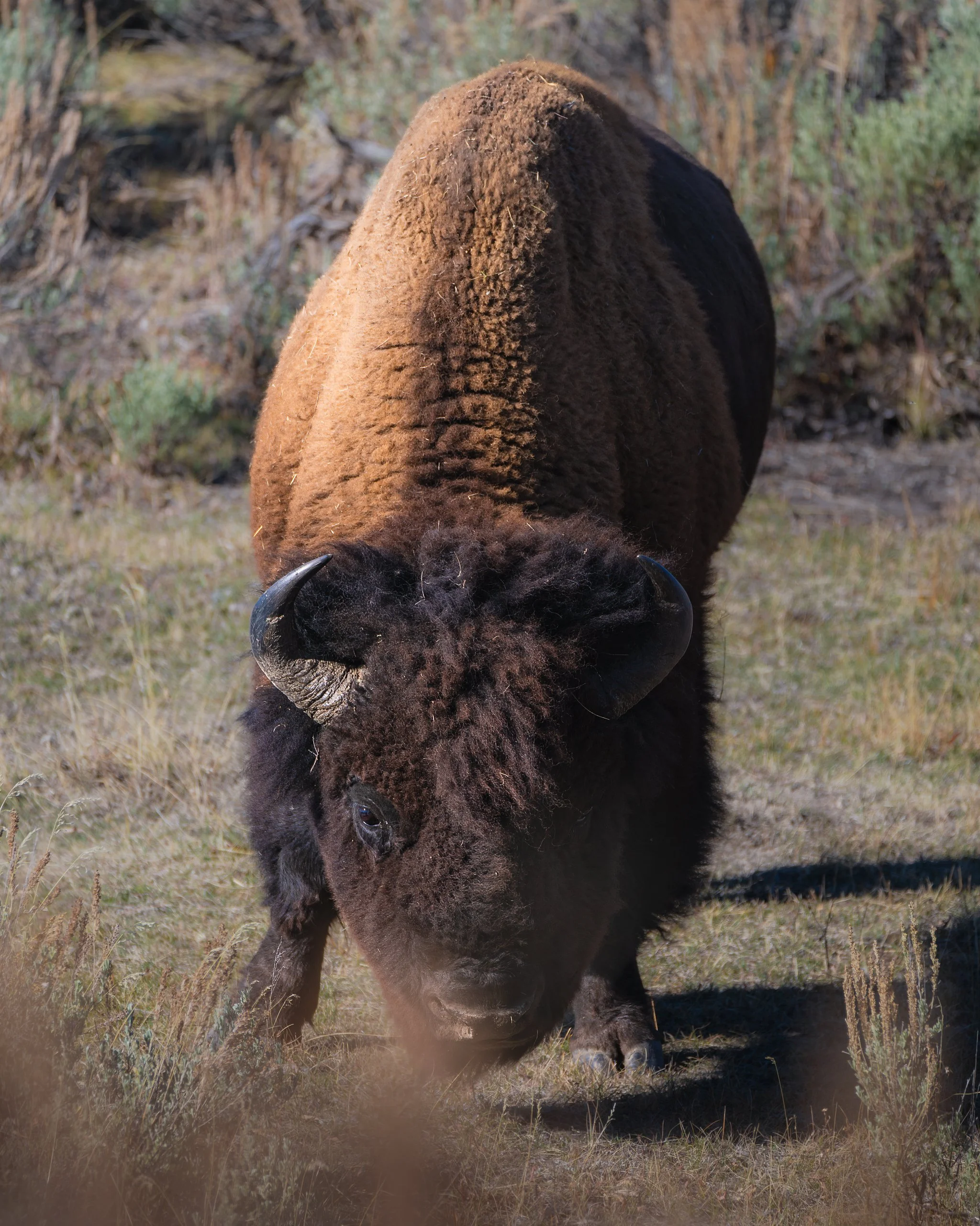 A bison grazing on grass in a natural habitat with shrubs and trees in the background.