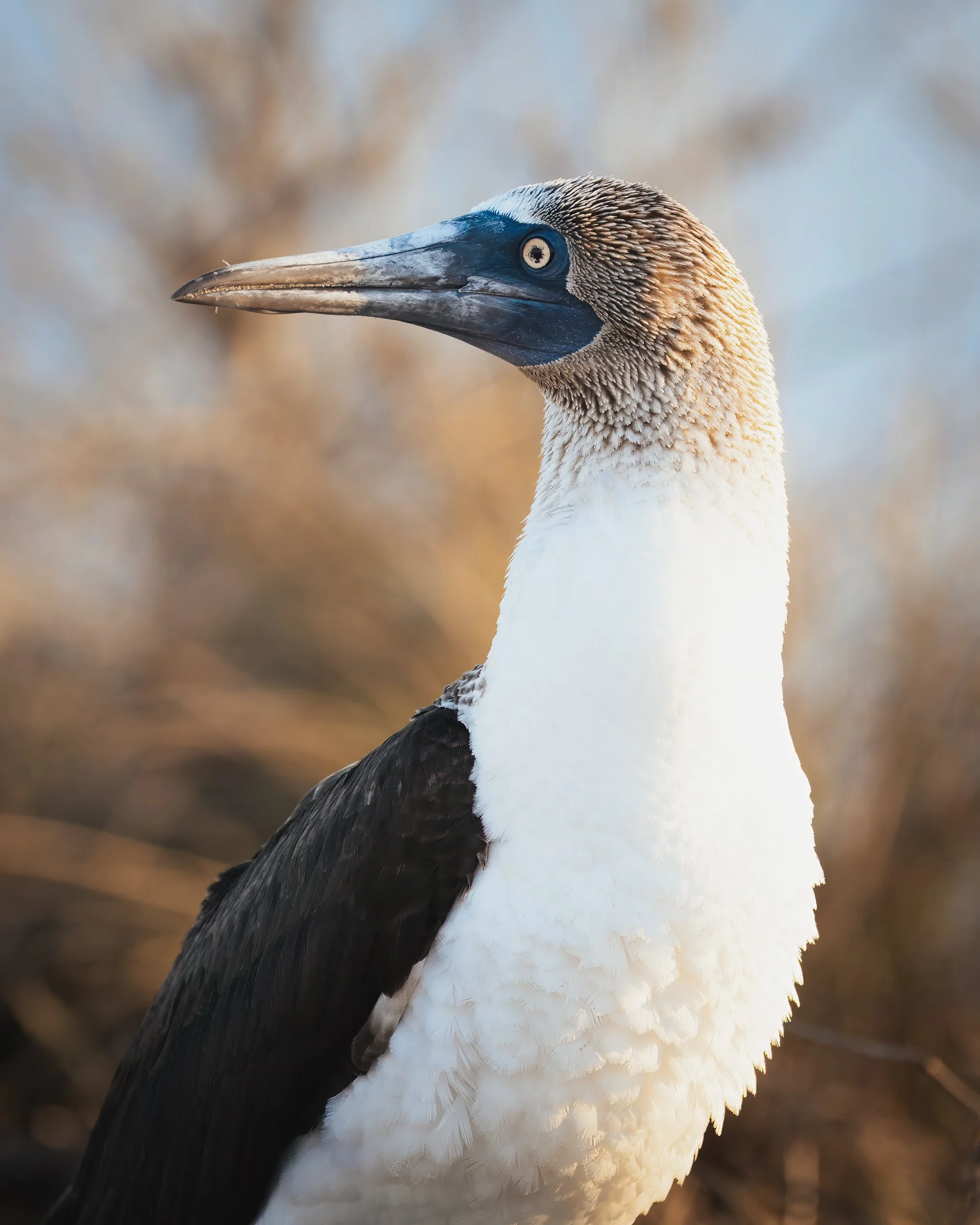 Close-up of a large bird, possibly a shearwater or petrel, with a long pointed beak, white underparts, black wings, and a brownish head, standing outdoors against a blurred background of trees or bushes.