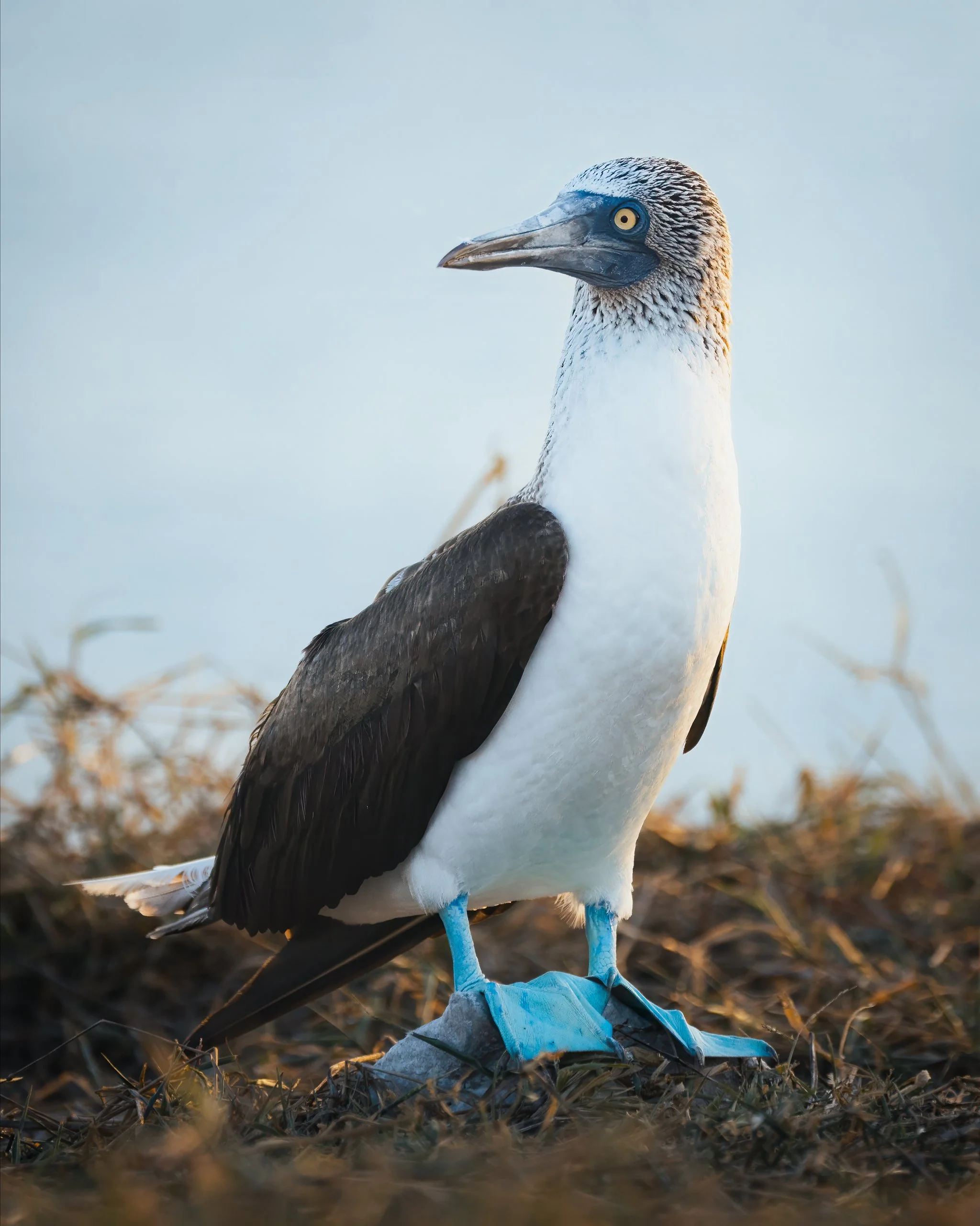 Pacific blue footed bobby standing on ground with blue webbed feet, black and white feathers, and a long beak.