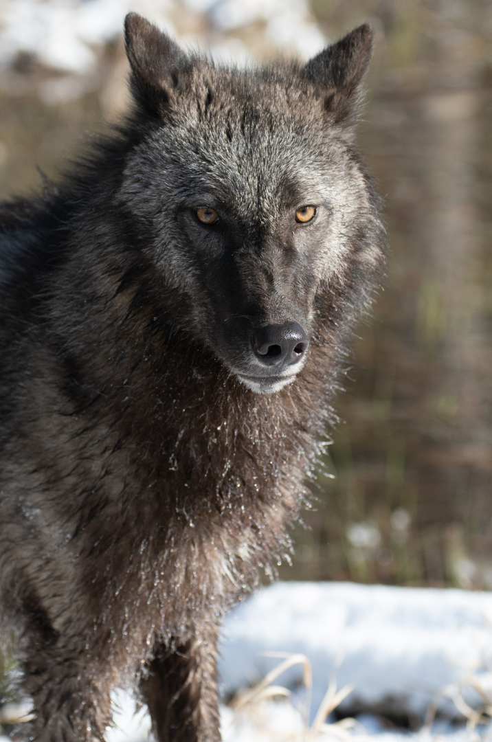 Close-up of a wolf with brown and gray fur standing outdoors in a snowy forest.