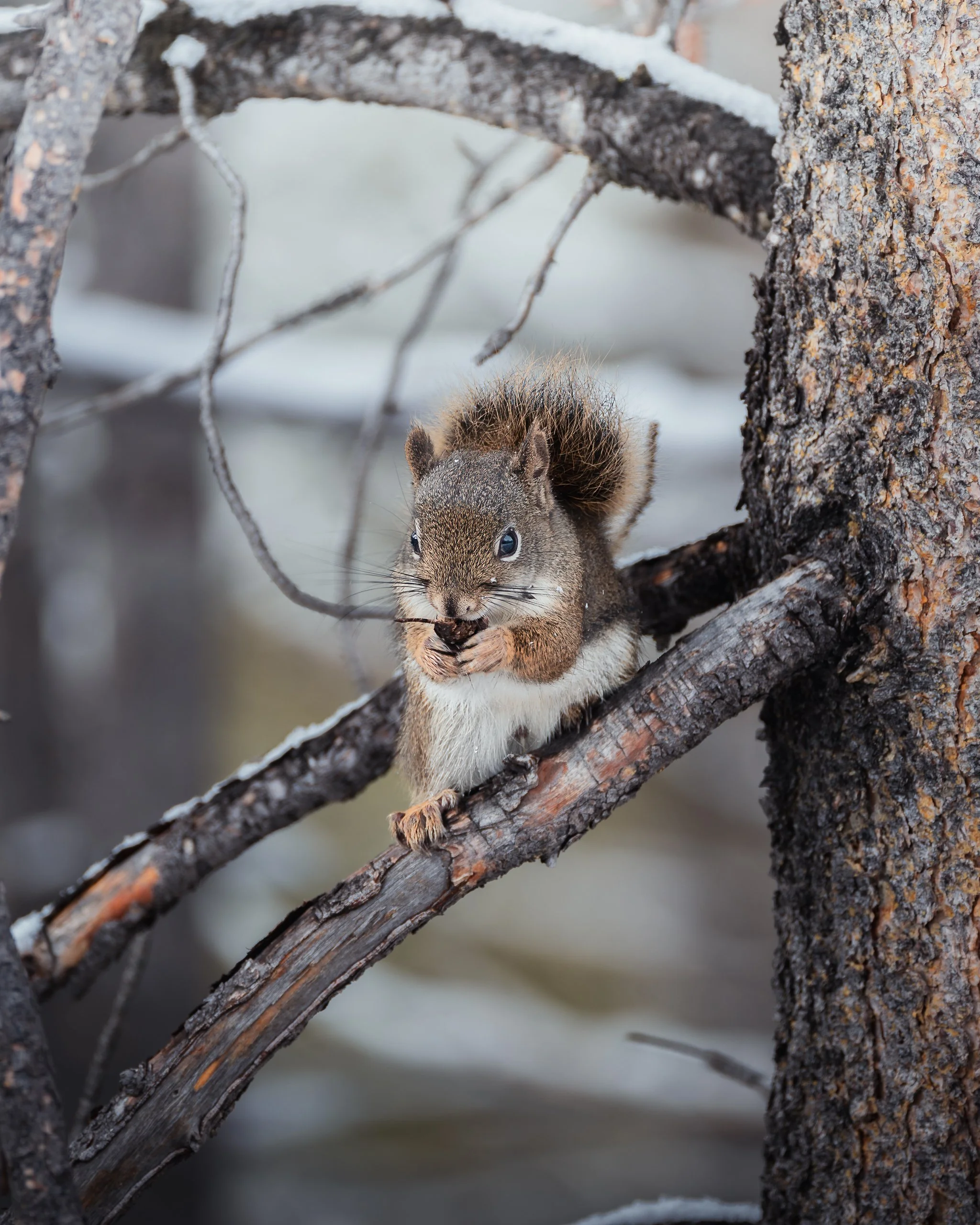 A squirrel sitting on a tree branch eating a nut in a snowy forest.