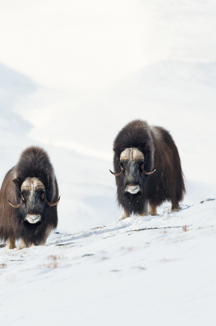 Two musk oxen on snow-covered ground in a cold, mountainous landscape.