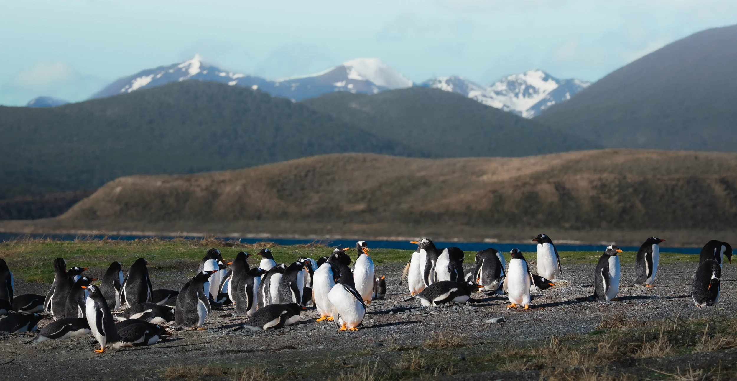 A group of penguins on a rocky shoreline with mountains in the background.