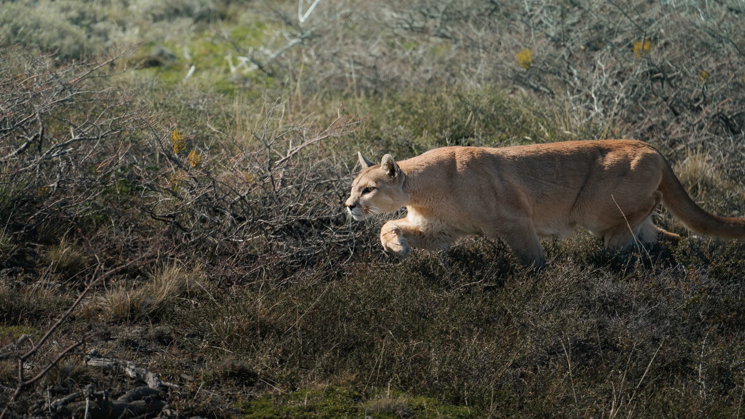 A puma mountain lion walking through dry shrubland with sparse bushes and rocks.