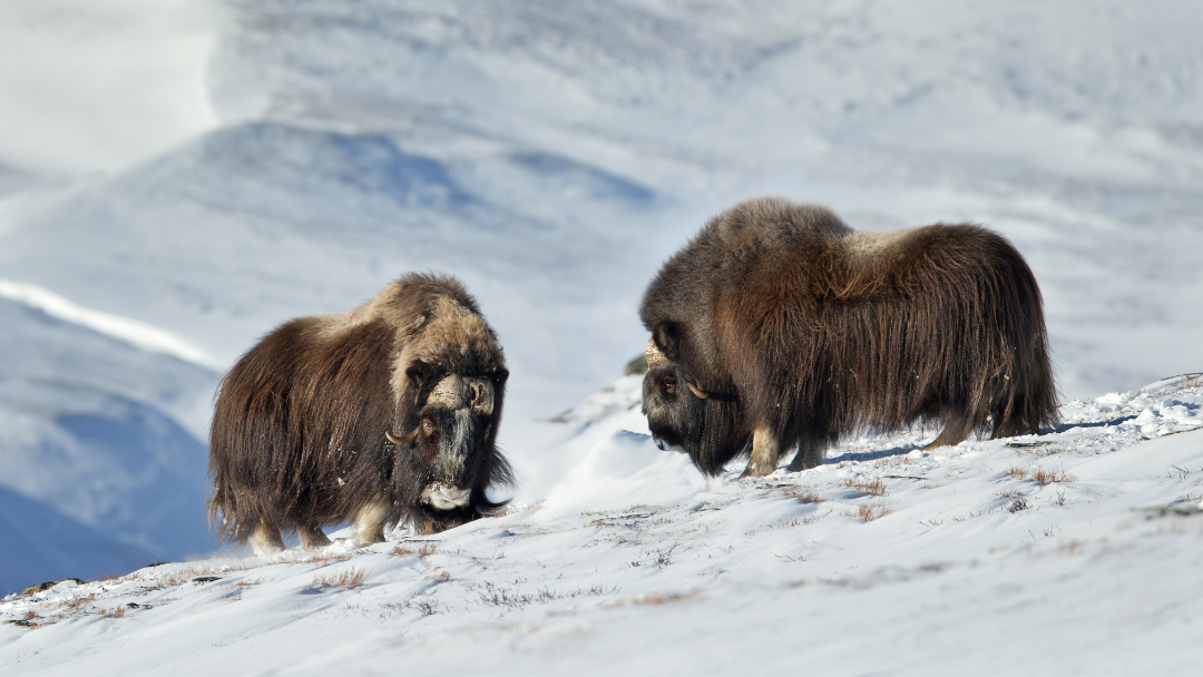 Two muskoxen in a snowy Arctic landscape.