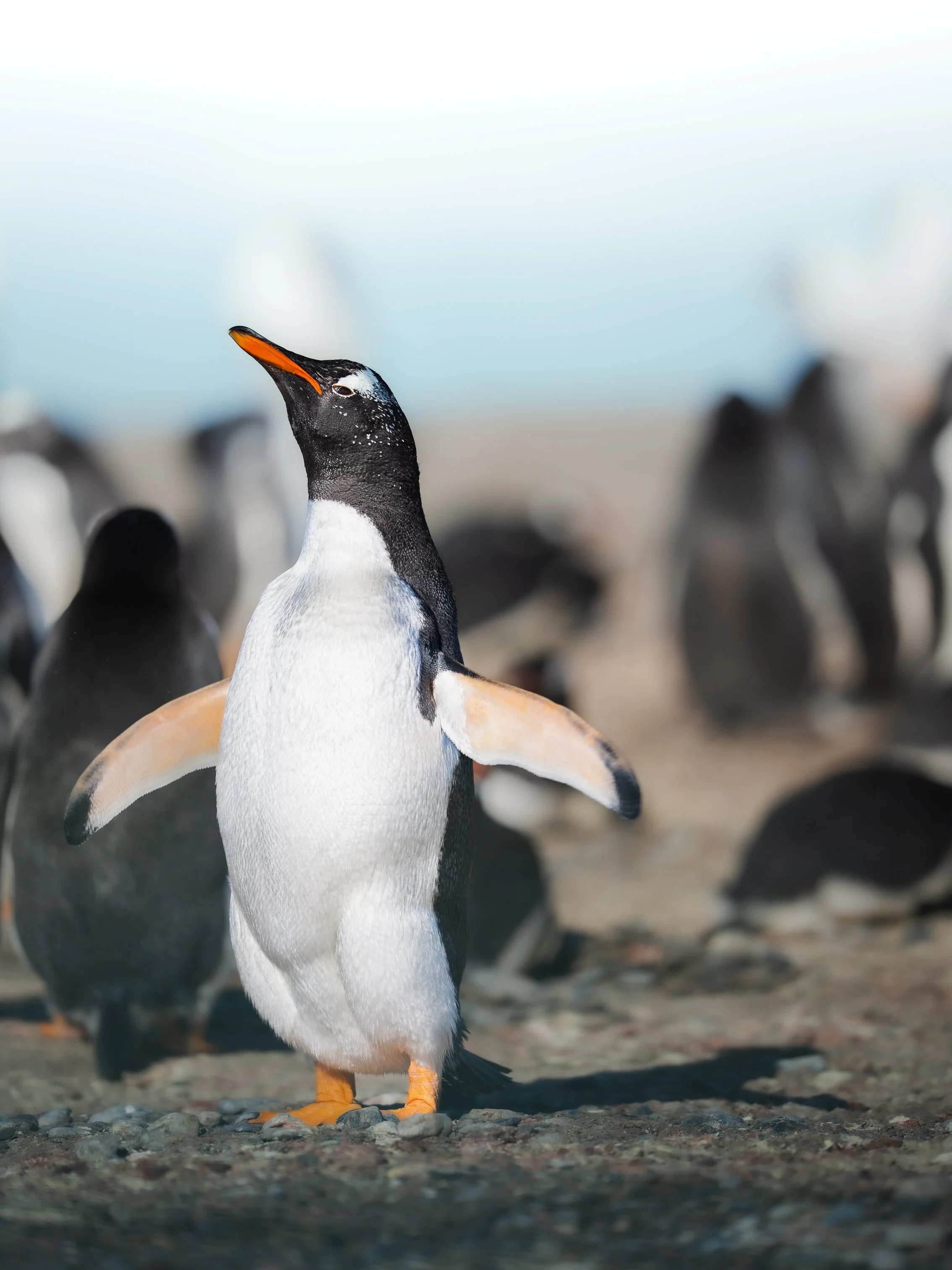 A penguin standing on rocky ground with its beak pointed upward, surrounded by other penguins in the background, near a cold, icy environment.