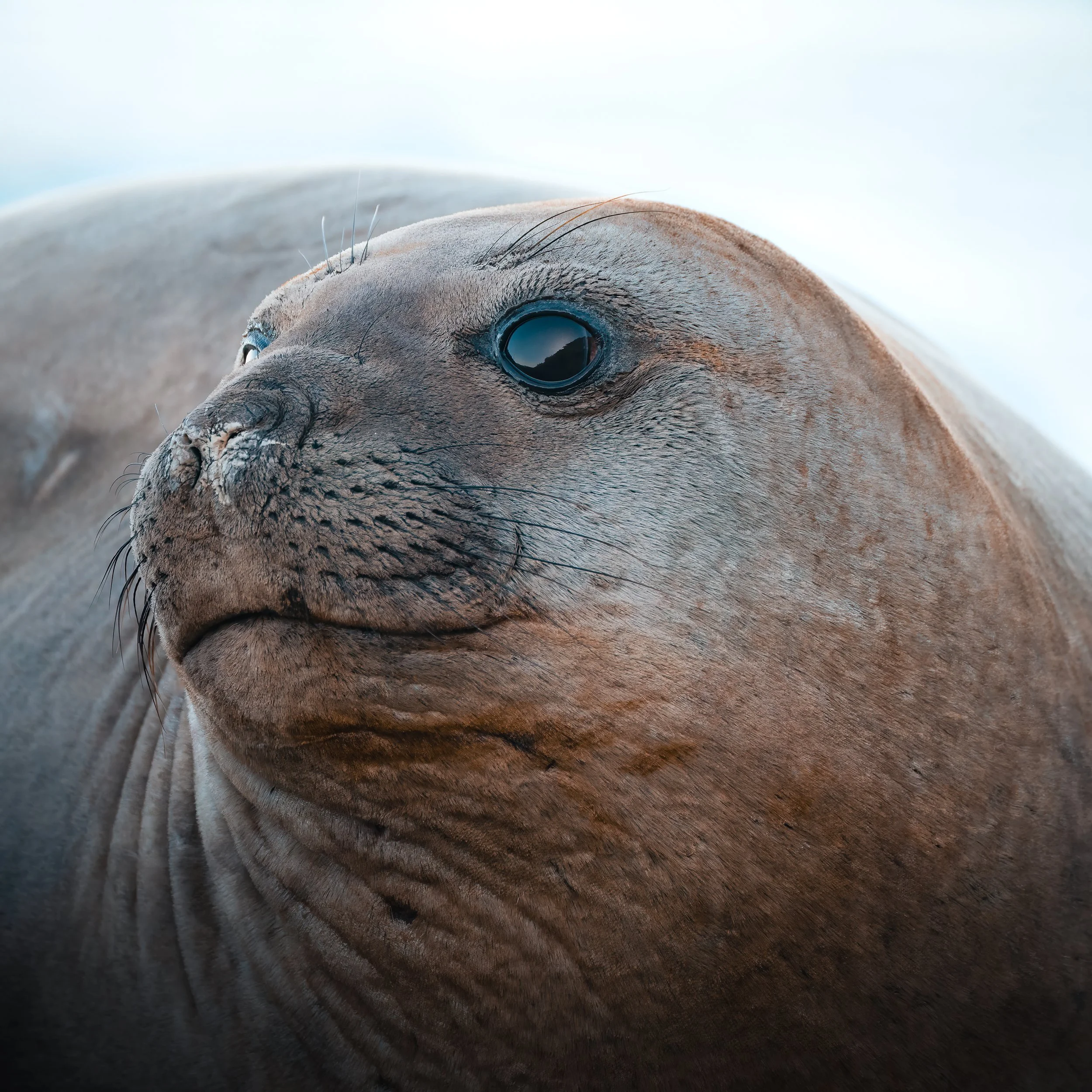 Close-up of a seal's face showing its whiskers and black eyes, with a blurred background.