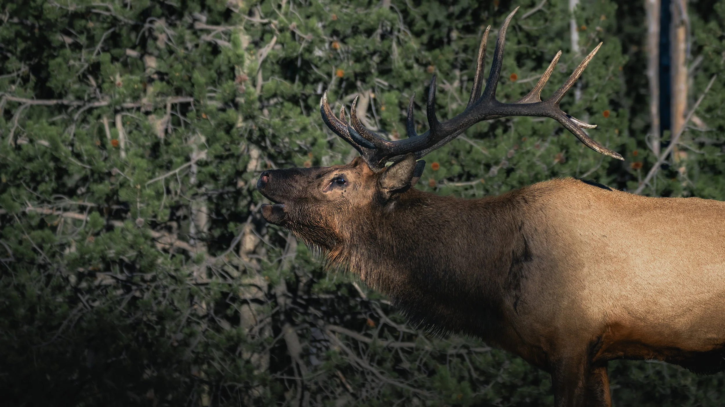 A large elk with impressive antlers yawning in a forested area with green foliage.