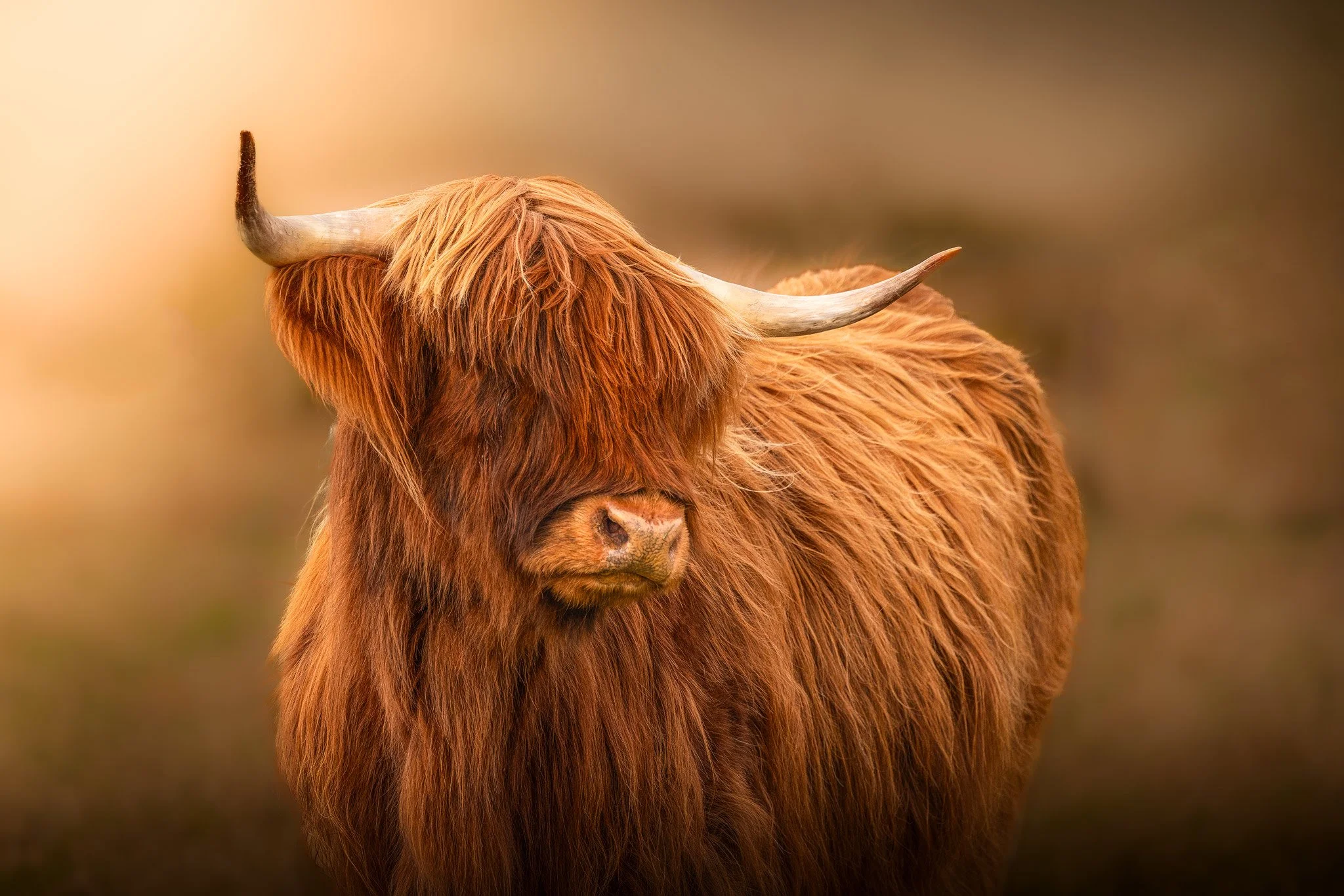 Hairy Coo