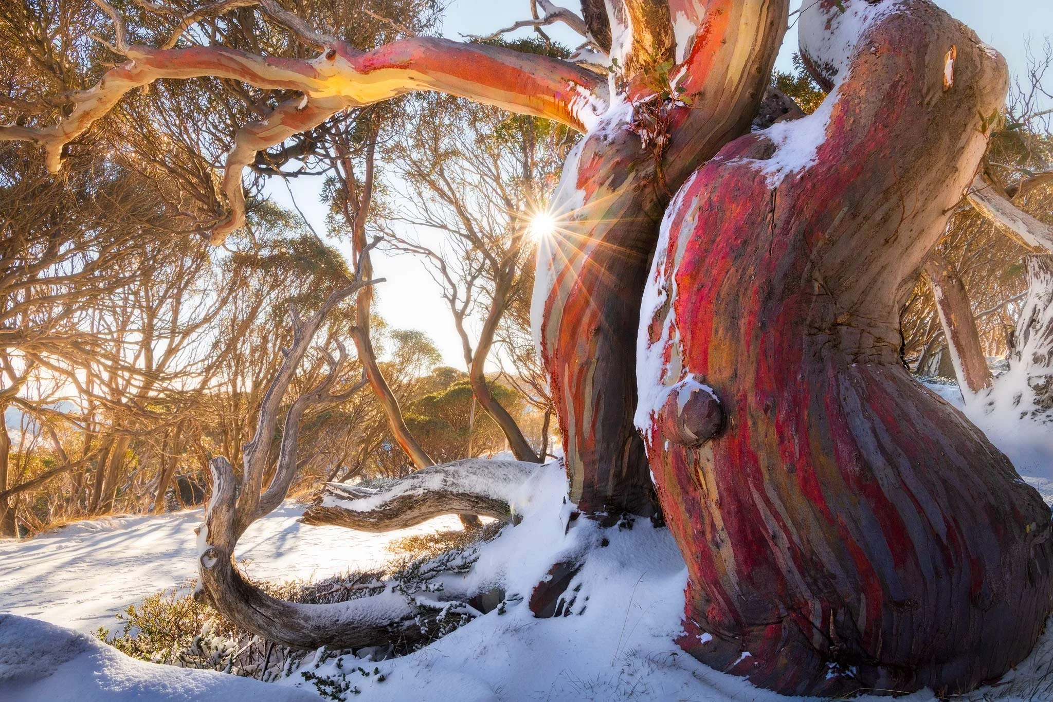 Beauty of the Snowy's 