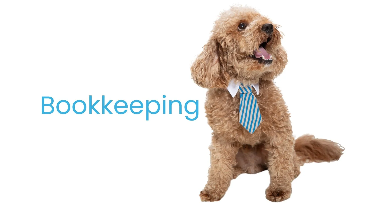 A cute curly-haired dog wearing a blue and white striped tie sitting next to the word 'Bookkeeping' in blue text.