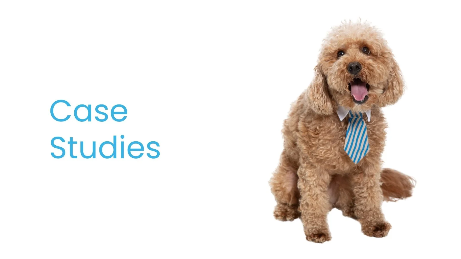 A fluffy tan poodle wearing a blue and white striped tie, sitting and smiling, next to the words "Case Studies" in blue on a white background.