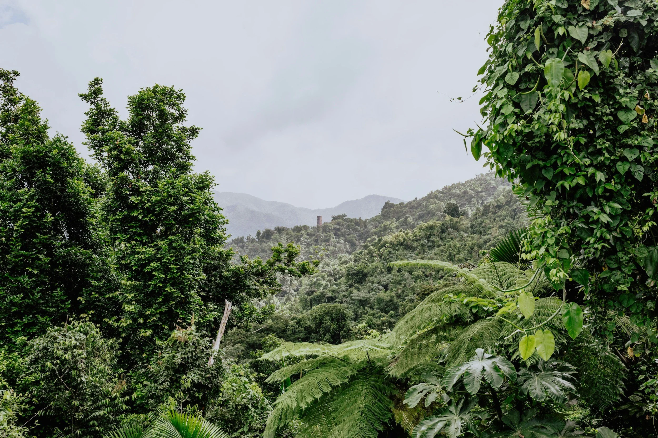 Lush green tropical rainforest with various trees and large leaves, mountain range in the background under an overcast sky.