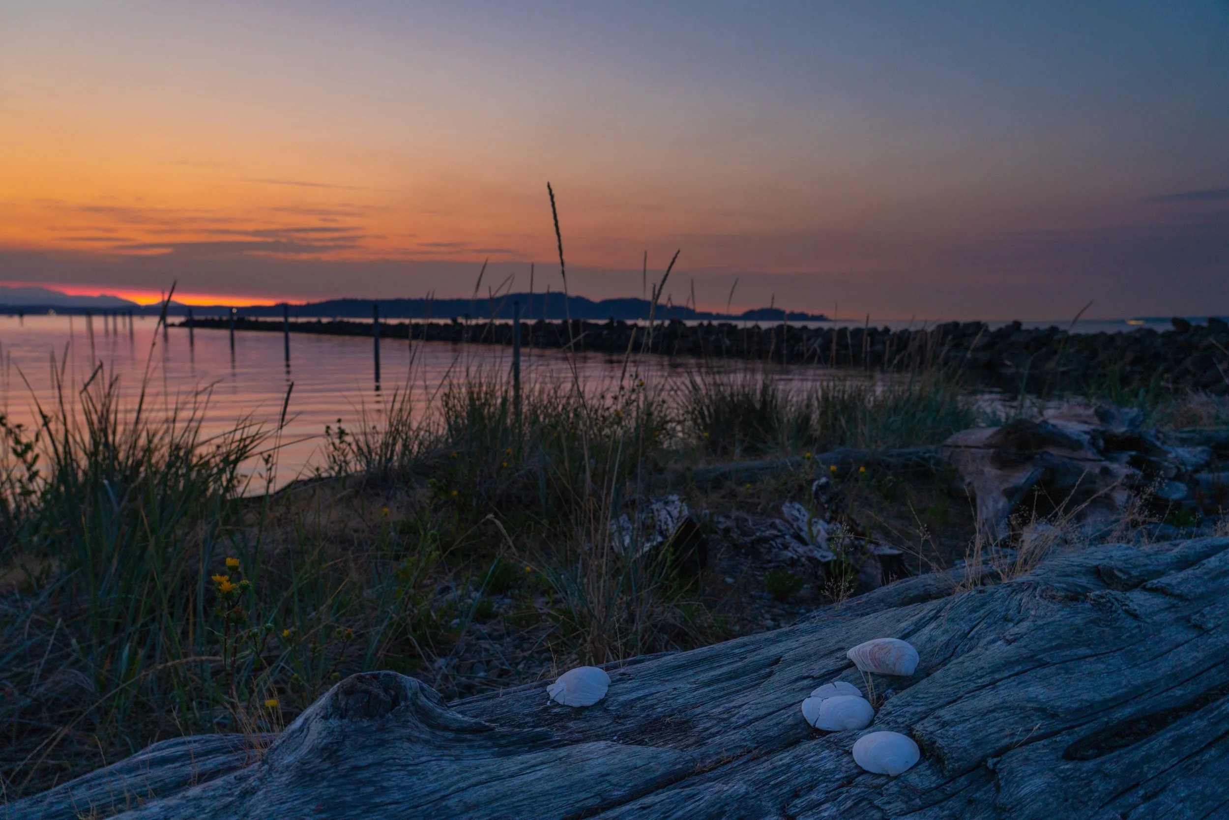 A sunset over a body of water with a rocky jetty in the distance. Foreground features grassy plants, driftwood, and seashells.